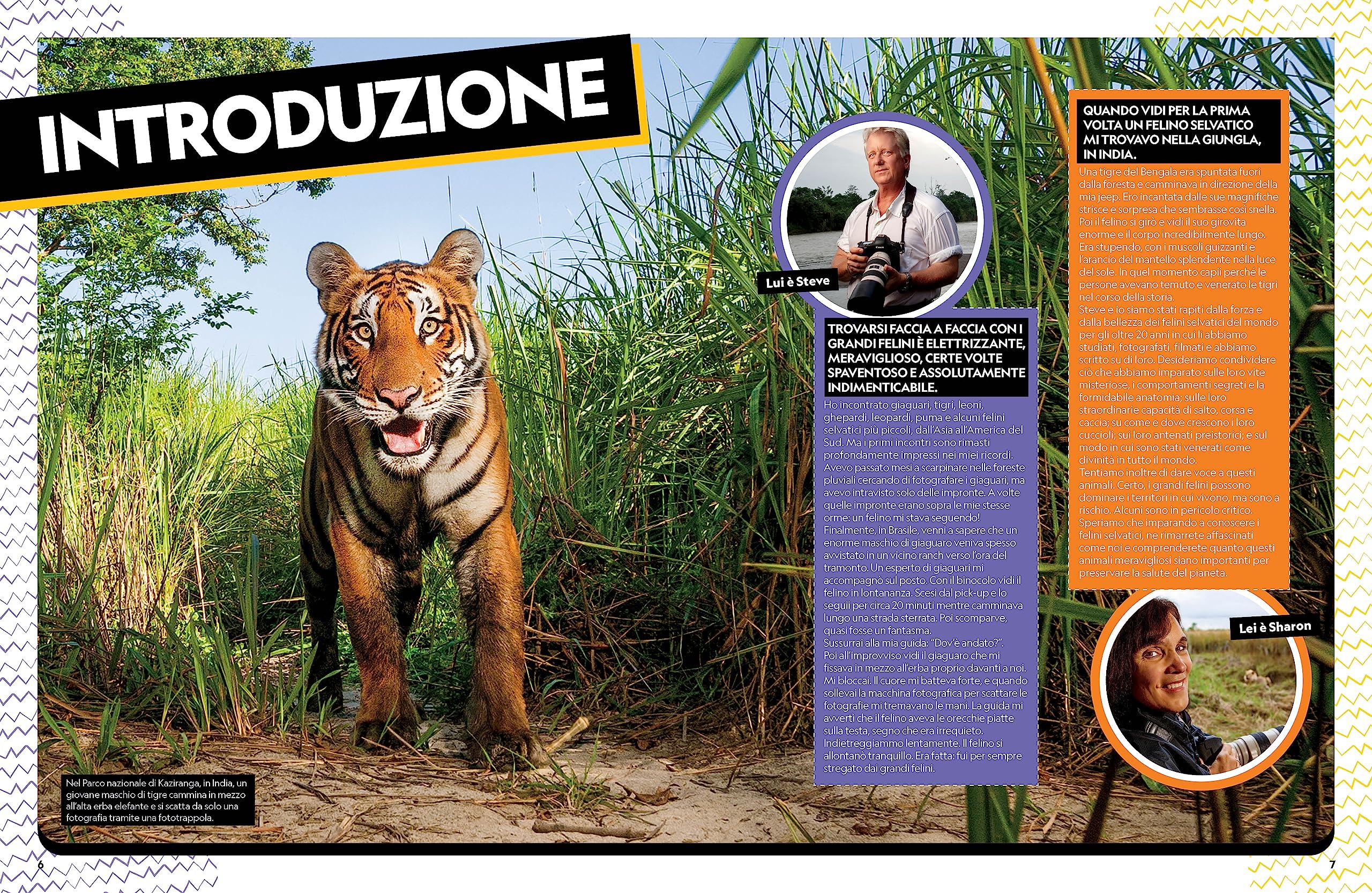 Il grande libro dei felini. Ediz. a colori