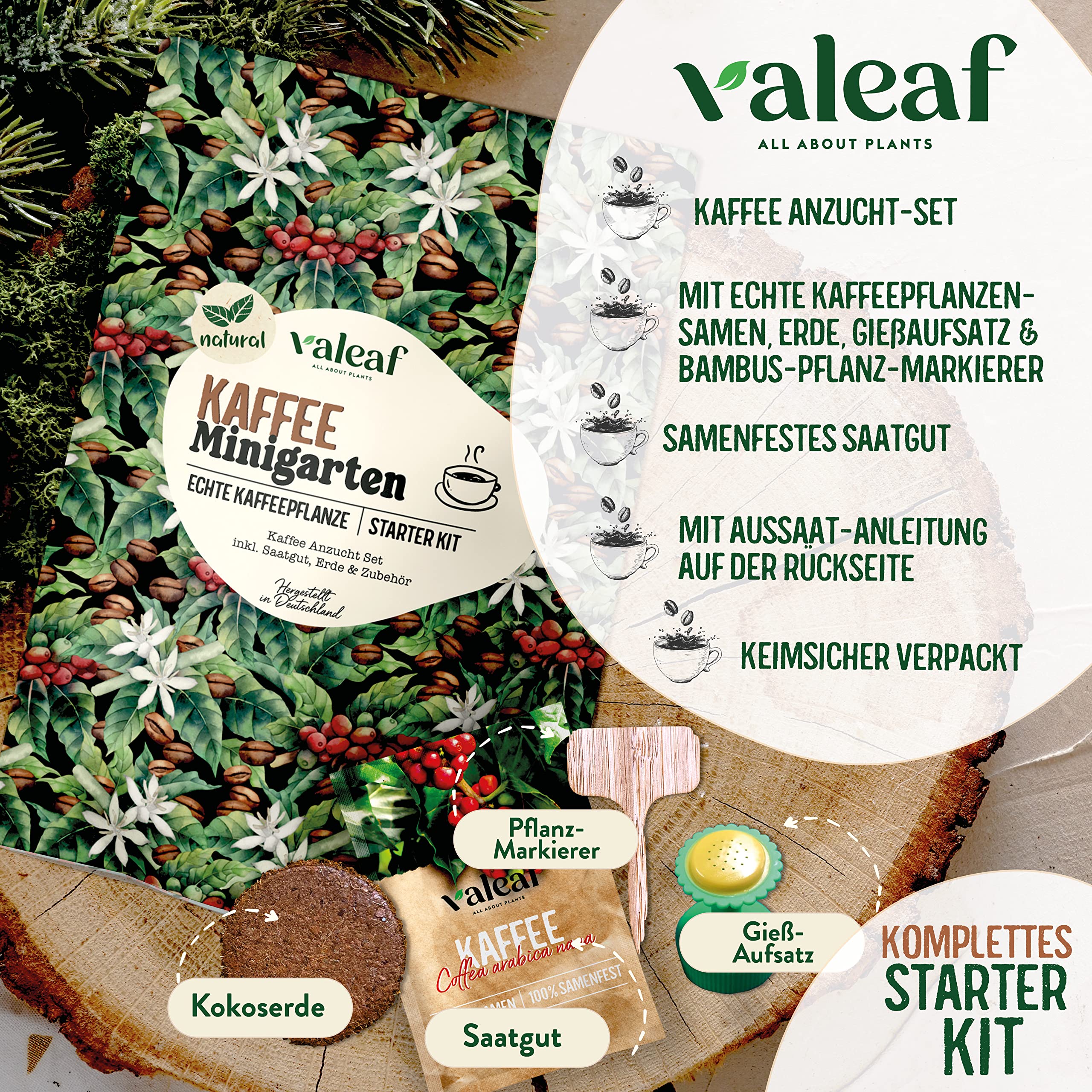 valeaf Kaffeesamen Pflanzset I Zchte deine Kaffeepflanze I Kaffee  Geschenkset m. Kaffee Samen I Kaffee Geschenk u. Geschenke fr  Kaffeeliebhaber I Kaffee Saatgut (Kaffee) : Amazon.de: Garten
