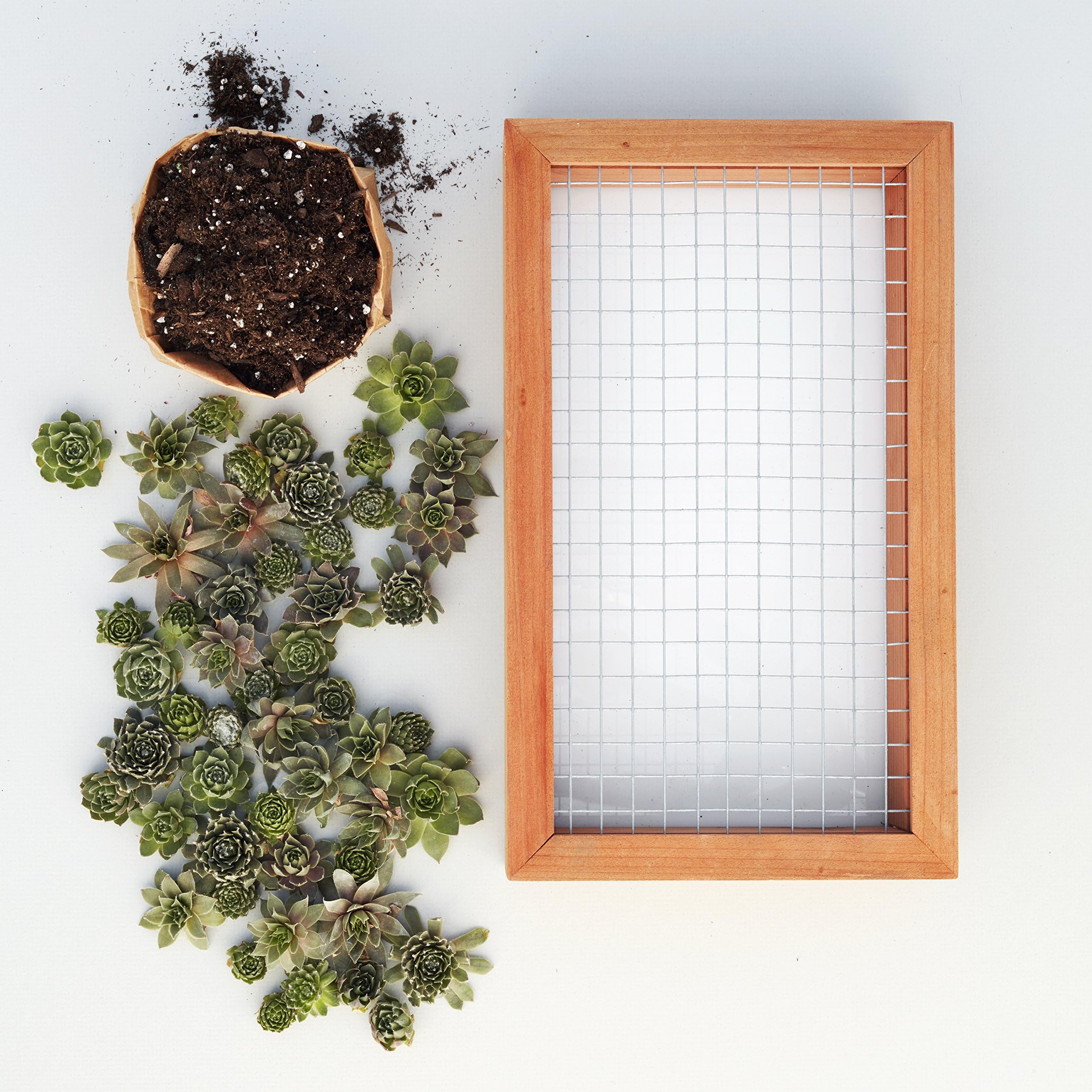 Succulent Gardens Medium Living Picture Planter DIY Kit, 6" x 12" Frame, Multicolor