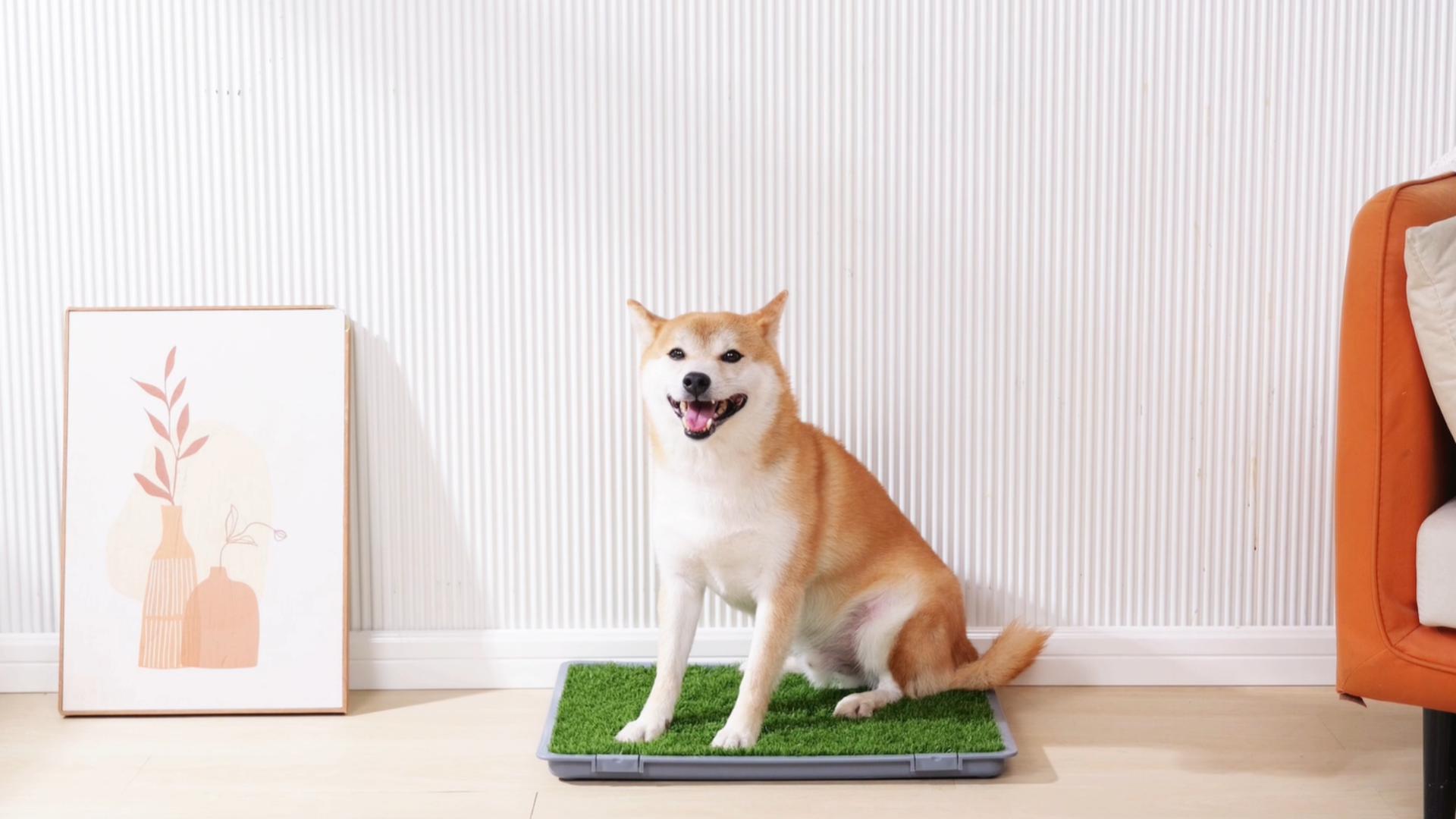 Potty Training Trained Shiba Inu Golden Retriever To Train Month