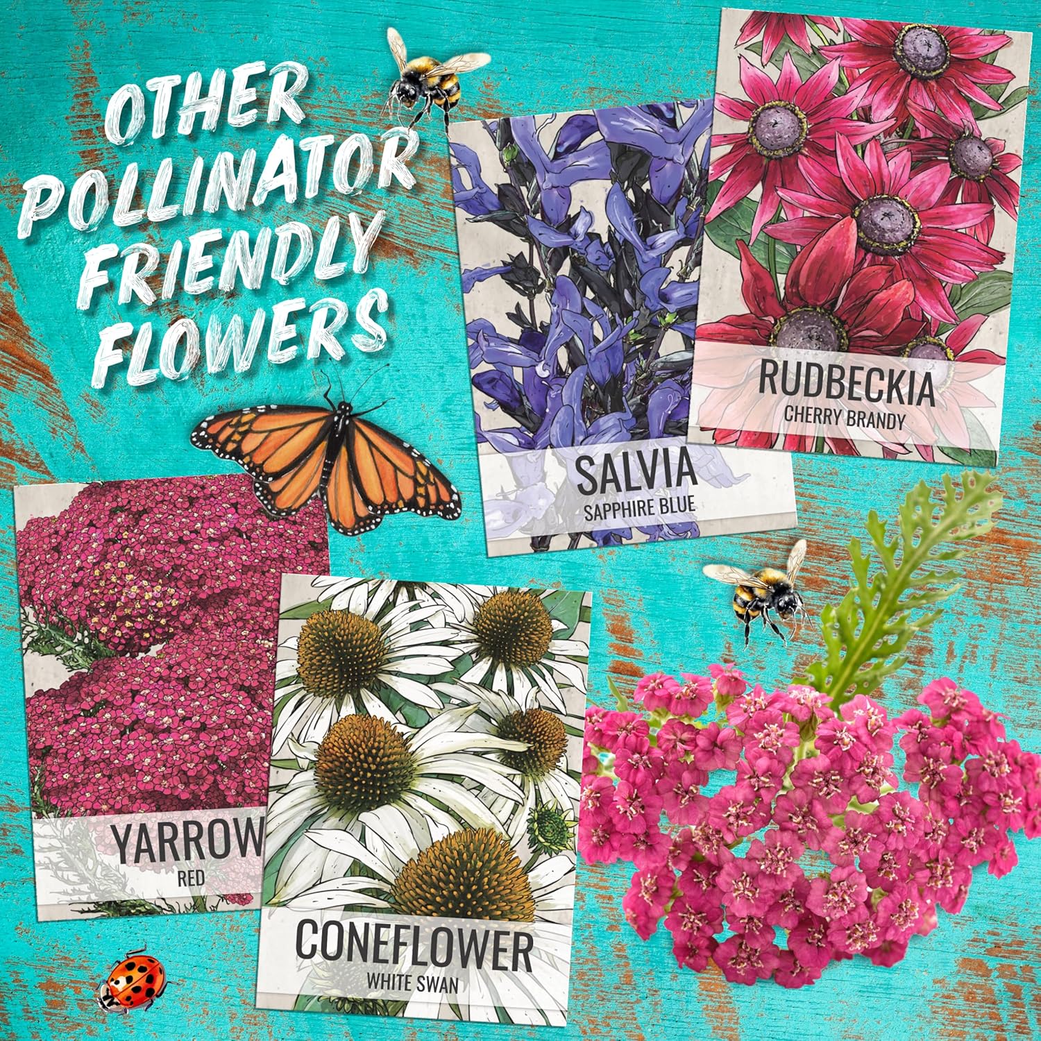 Seed Needs Coneflower Seeds for Planting Purple Echinacea Coneflowers - Heirloom & Open Pollinated Perennial Medicinal Flower - Perfect Wildflowers for a Butterfly Garden (10 Packs)