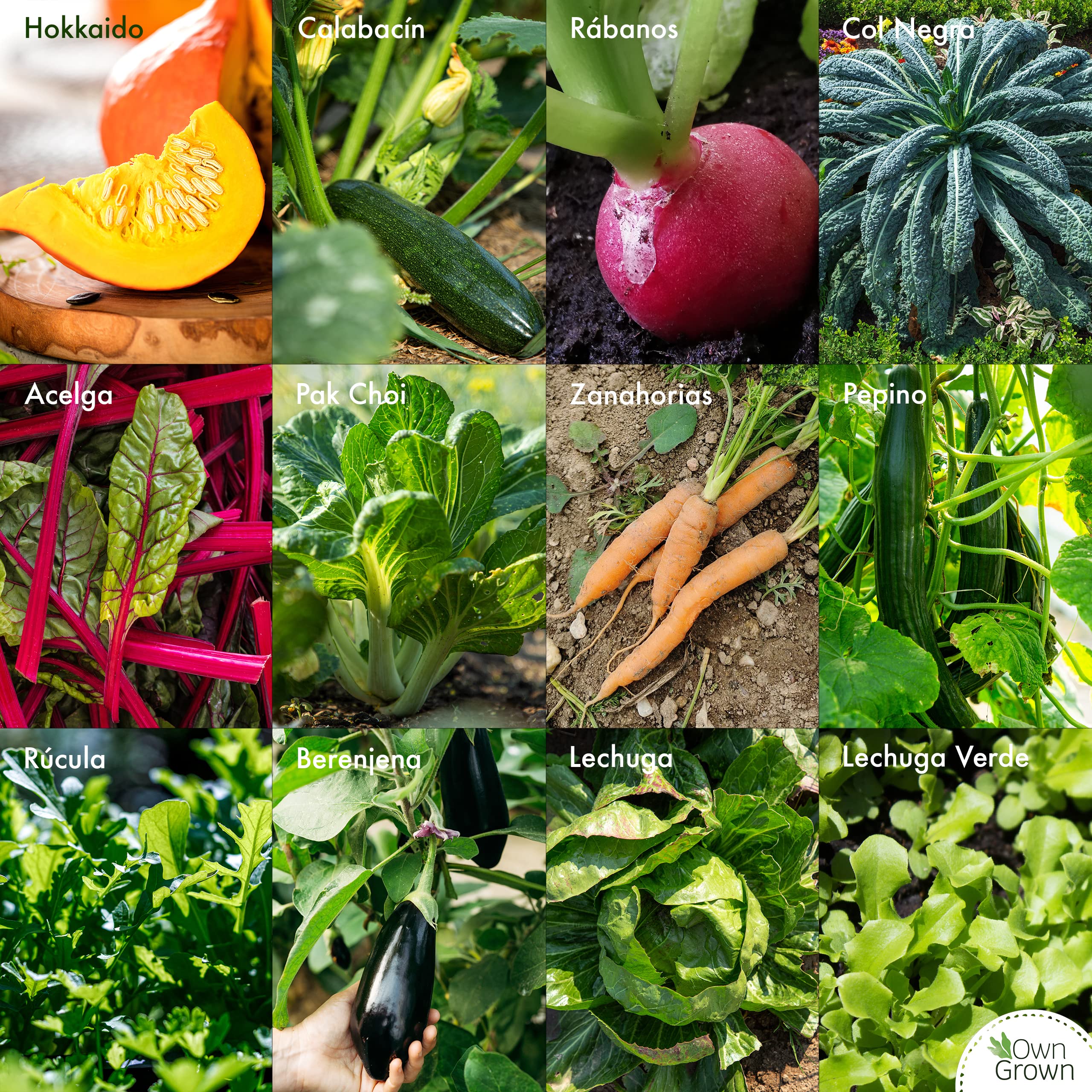 Plantando Semillas De Hortalizas