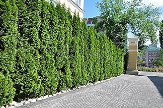 Thuja Emerald 120-150 cm without Pot Measured Hedge Plants Tree of Life Evergreen Hedge Plant Pack of 10