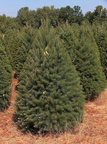 Abies Balsamea - Semillas de abeto para plantar al aire libre/50 semillas en maceta