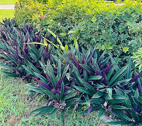 Miniatura 2 de Two Outdoor Live Plants- Oyster Plant Purple & Green - Grows to Medium Height Outdoor Plant- Young Small Plant