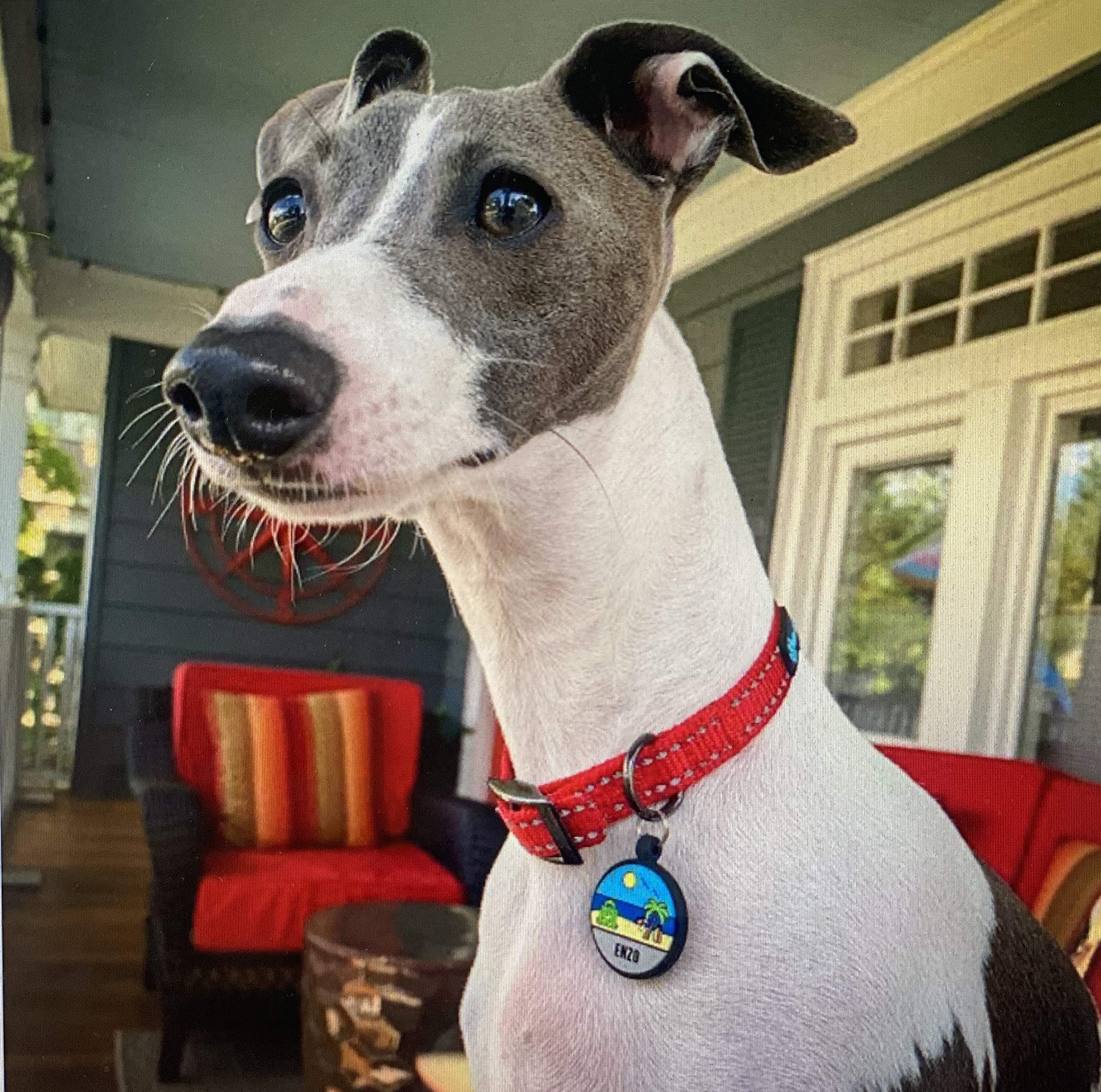 Amazon.com : LYP Original Soundless Pet ID Tags | Custom Dog Tags