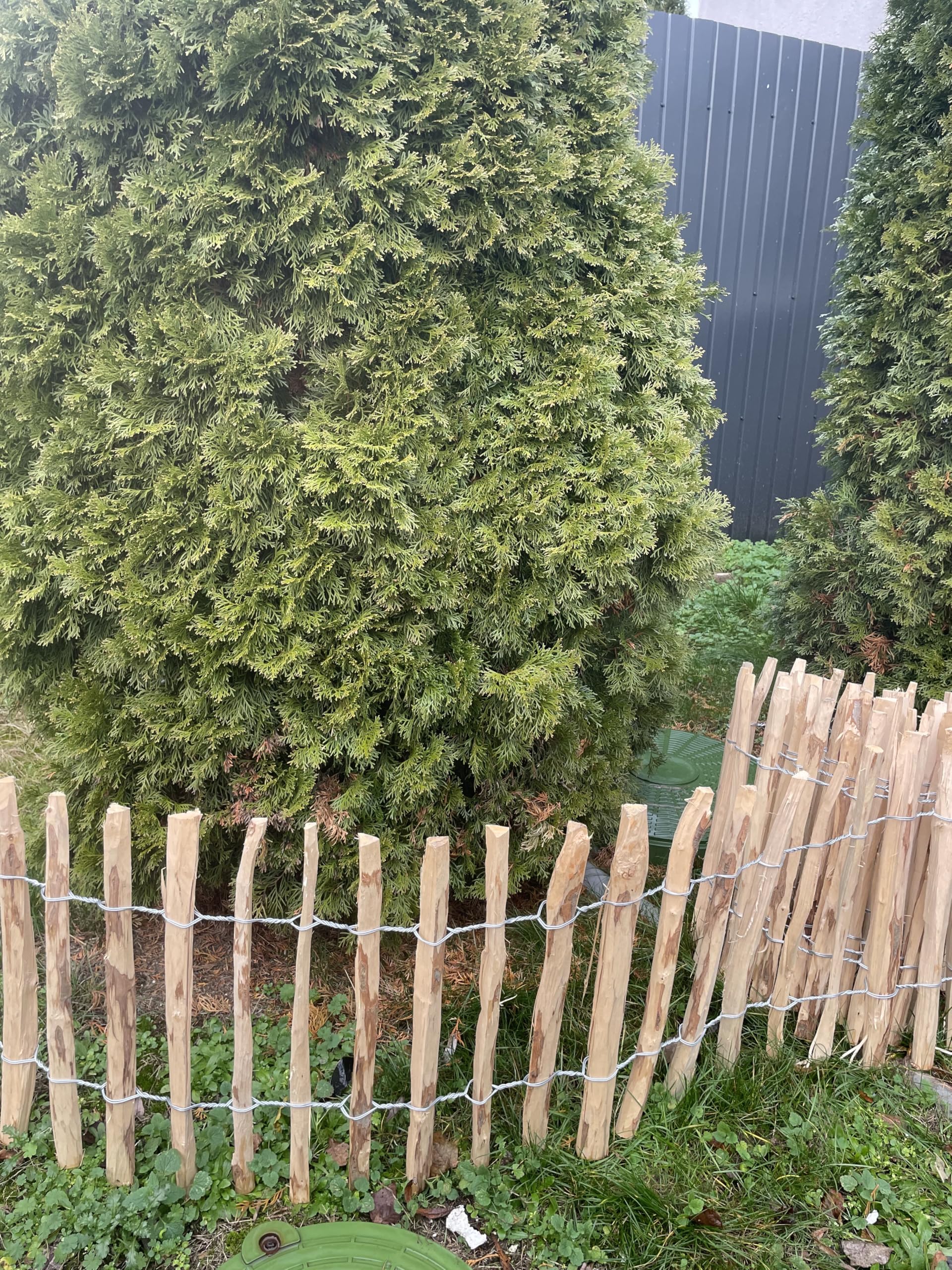 Sevico Staketenzaun imprägniert Haselnuss Holzzaun Haselnussholz Zaunlatte Rollzaun Kastanienzaun Gartenzaun 35 cm x 5m+ Pflock, Lattenabstand: 7-8 cm
