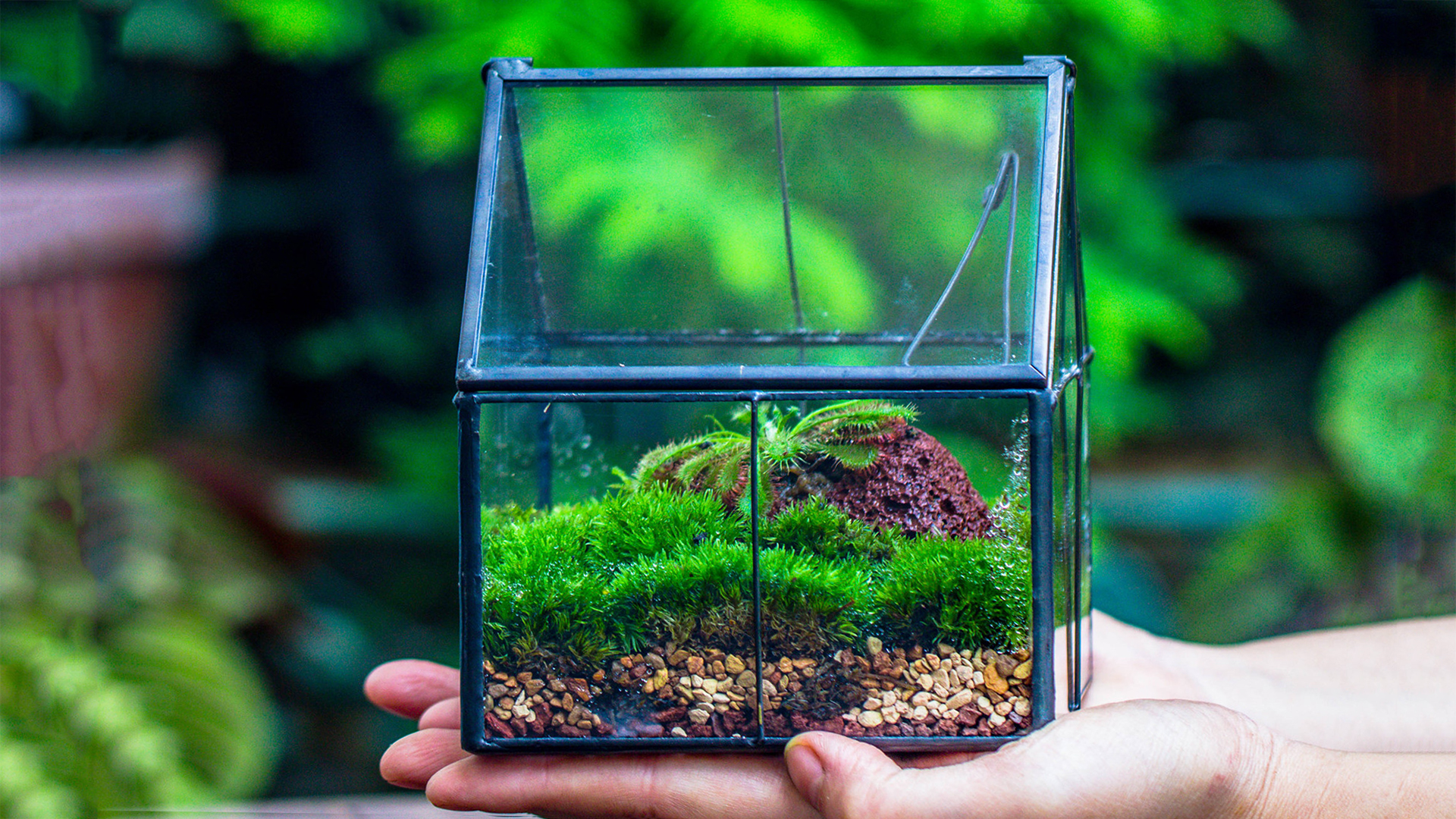 NCYP Terrario geometrico per succulente, trasparente, formato da dodici