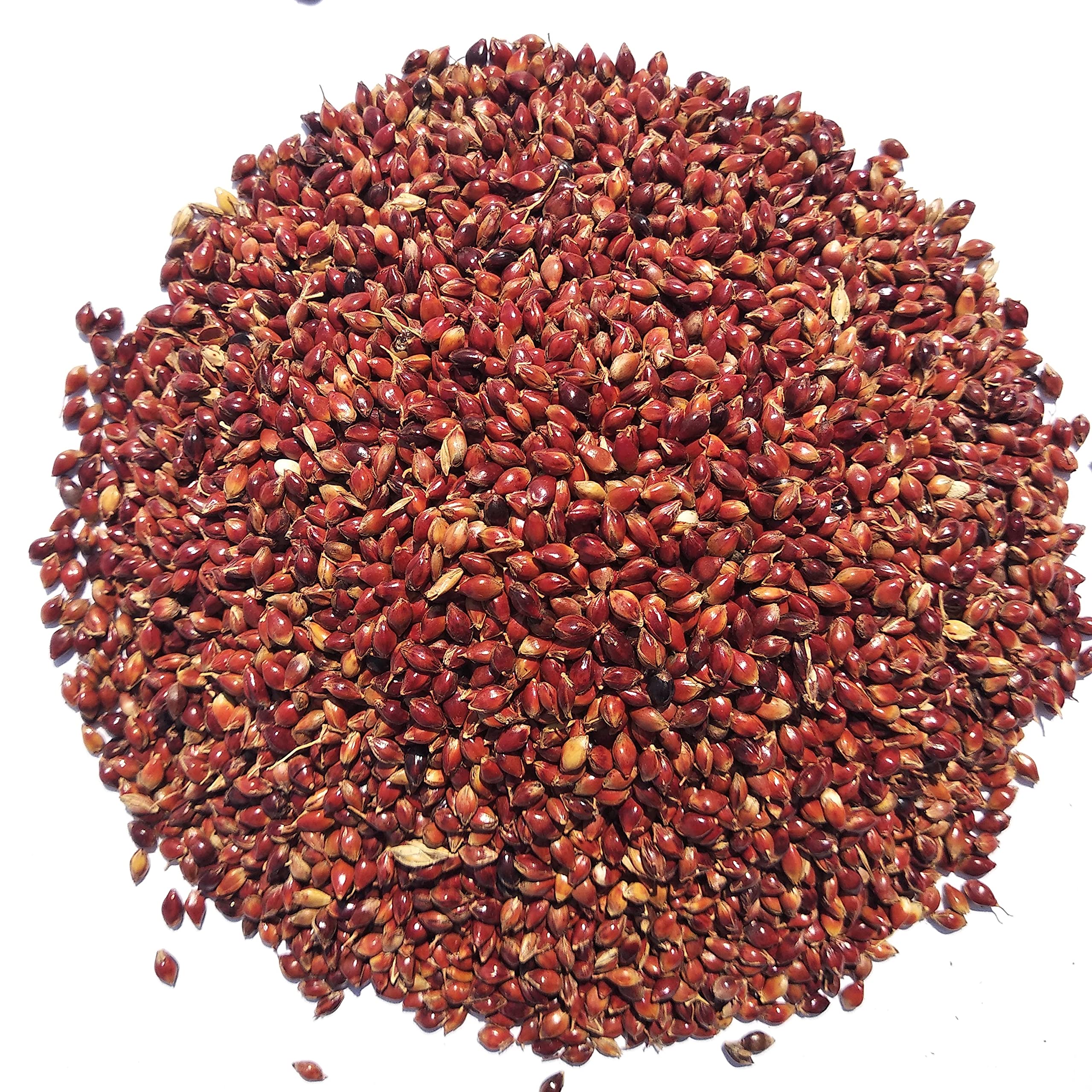 Wings Red Millet Seeds for Birds - 1.4Kg | for Love Birds, Parakeets, Finches and Budgies | No Waste, No Husk | red Millet for Budgies (B0C1ZY9N8W) Amazon Price History, Amazon Price Tracker