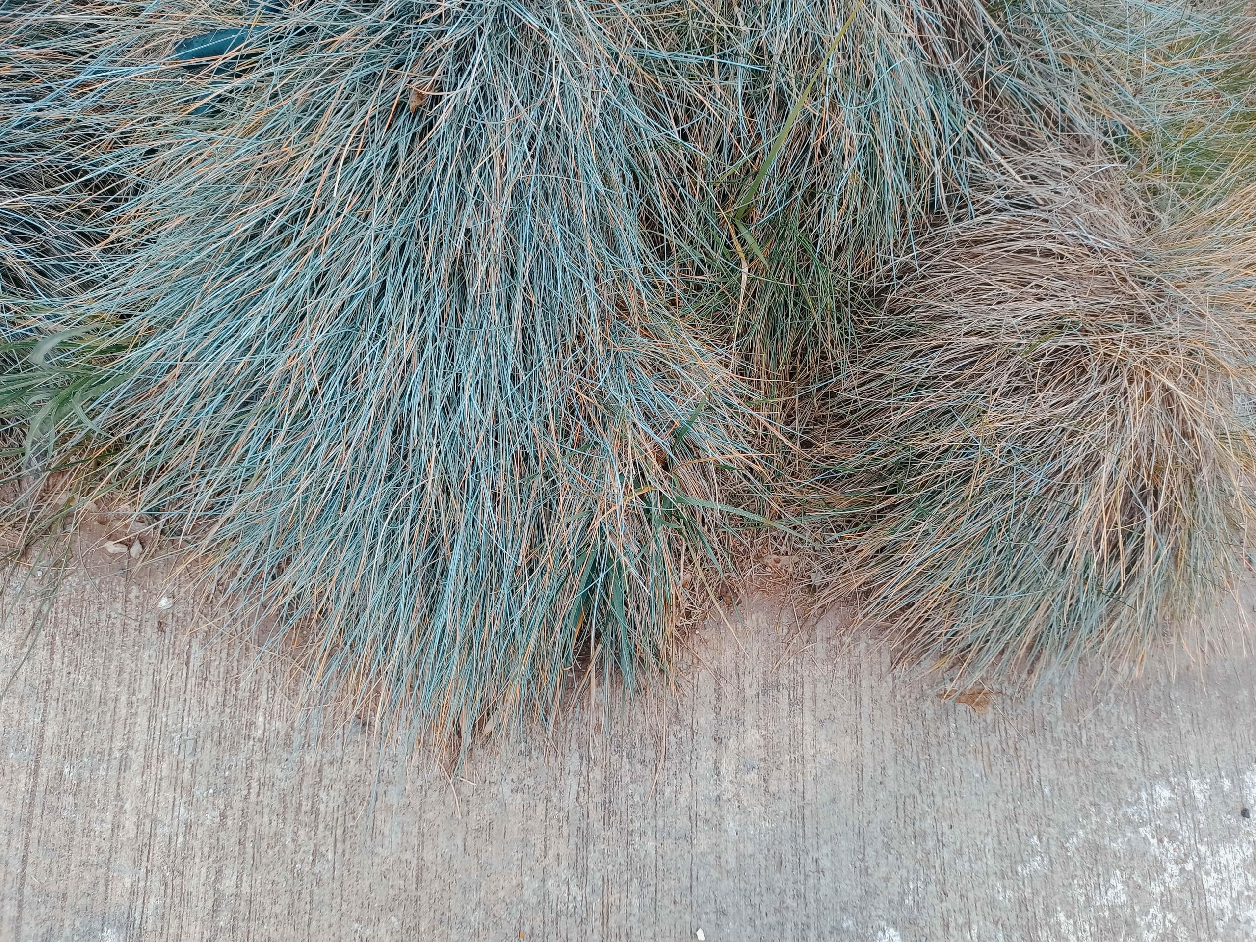 Stauden Gänge 10 x Festuca glauca 'Elijah Blue' Blauschwingel winterhart