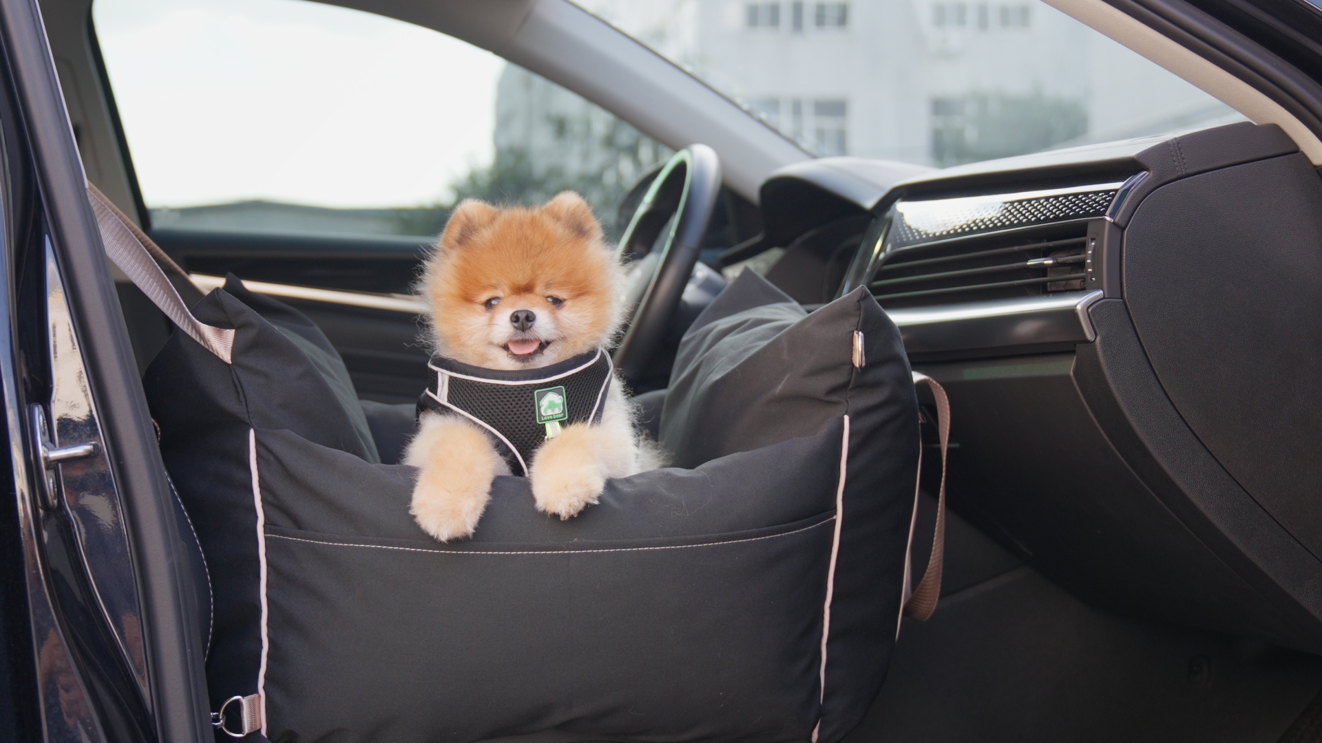 Amazon.com : ZOMISIA Dog Car Seat for Small Dogs - Waterproof Pet