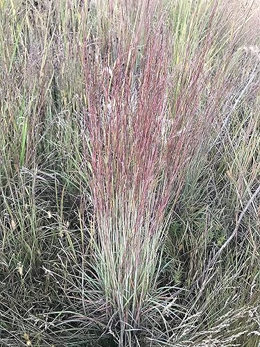 Miniatura 5 de Hale Habitat & Seed Little Bluestem - Semilla de hierba nativa, cubierta de ciervo y vida silvestre, 2 libras de semillas vivas puras