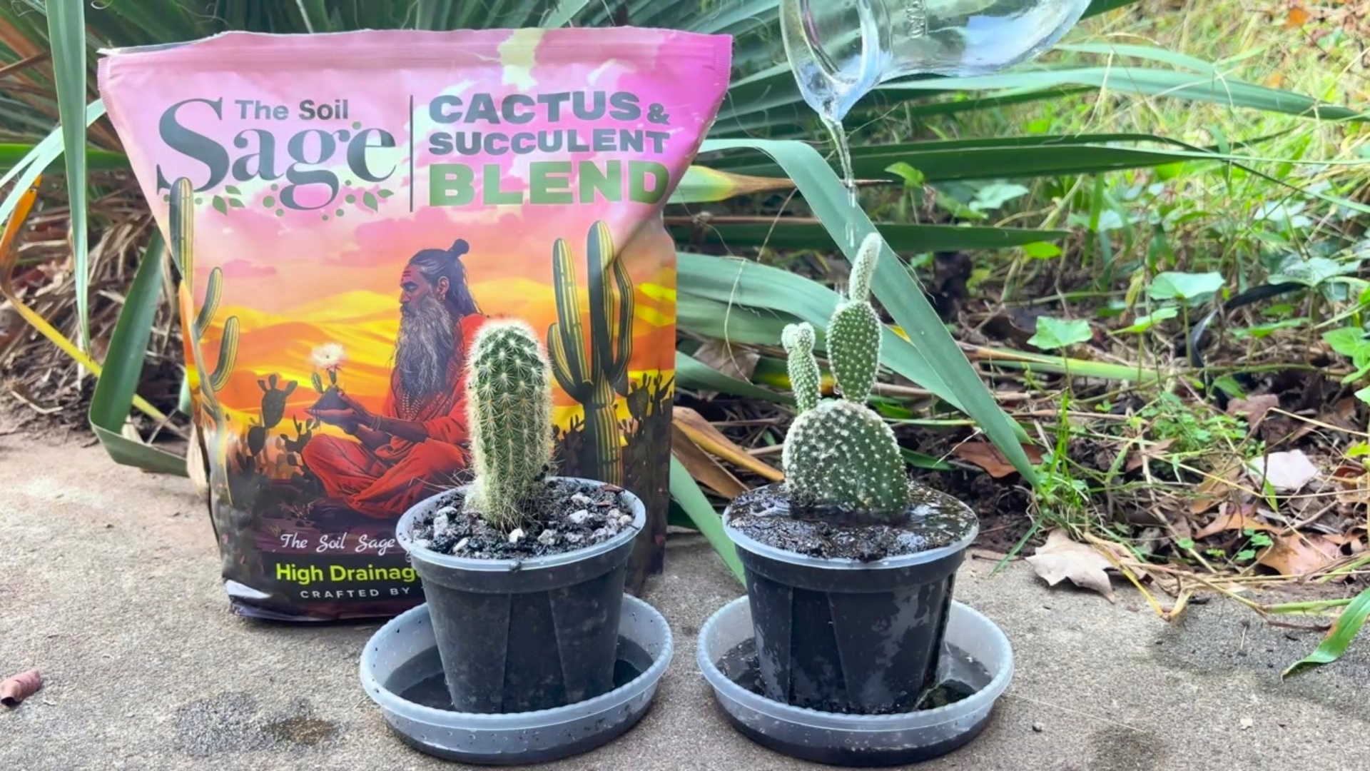 Amazon.com : The Soil Sage 5 Dry Qt Cactus & Succulent Potting Soil Mix,  USA Made - Gritty, Fast Draining, Soilless, Root Boosting, Peat-Free -  Growth of Cactus, Succulents, Jade, Aloe Vera (