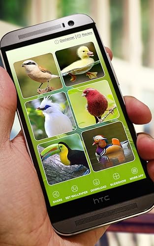 Beautiful Birds Wallpapers