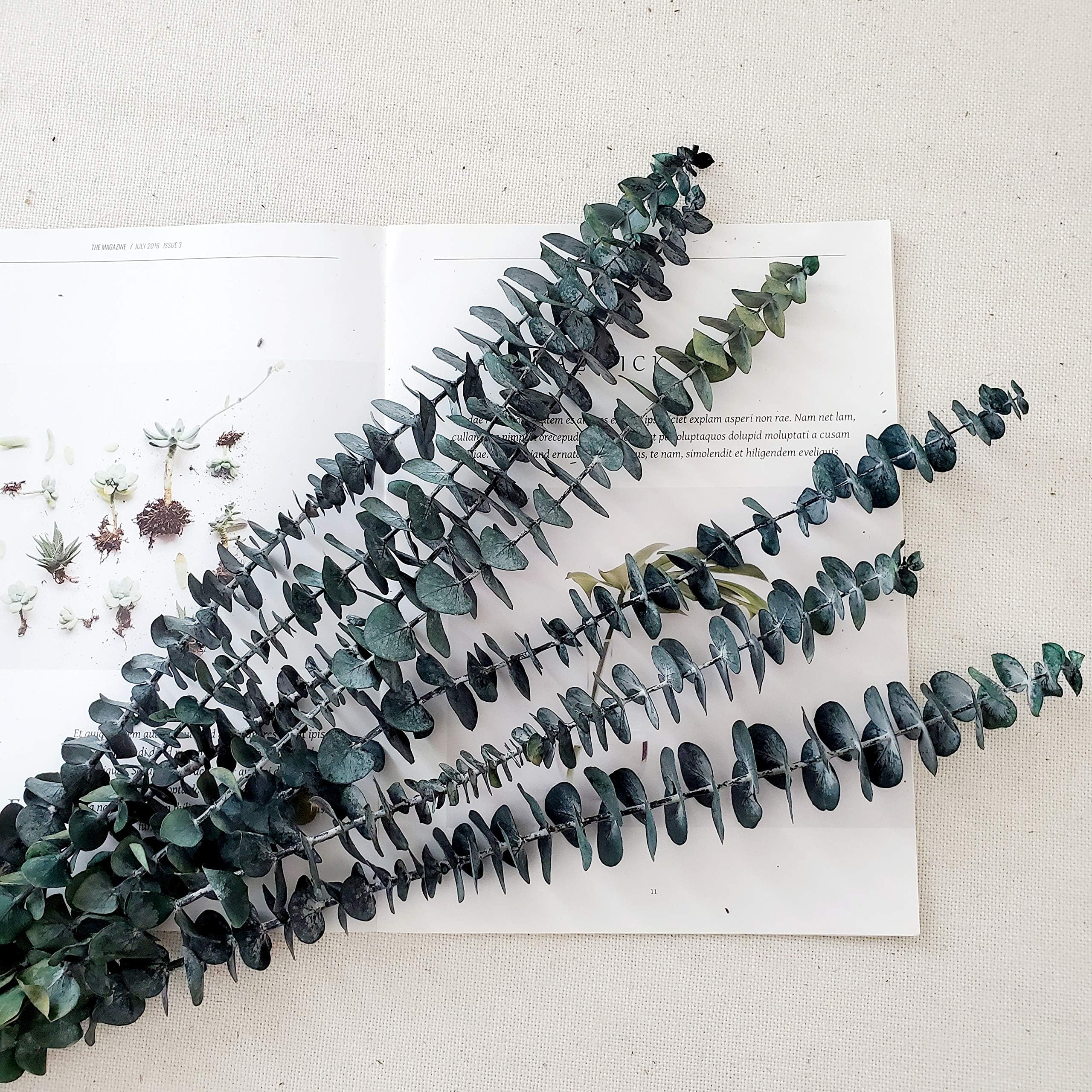 TRvancat Preserved Eucalyptus Branches 45cm, Dried Eucalyptus Leaves for Flower Arrangement Wedding Home Decor (Green)