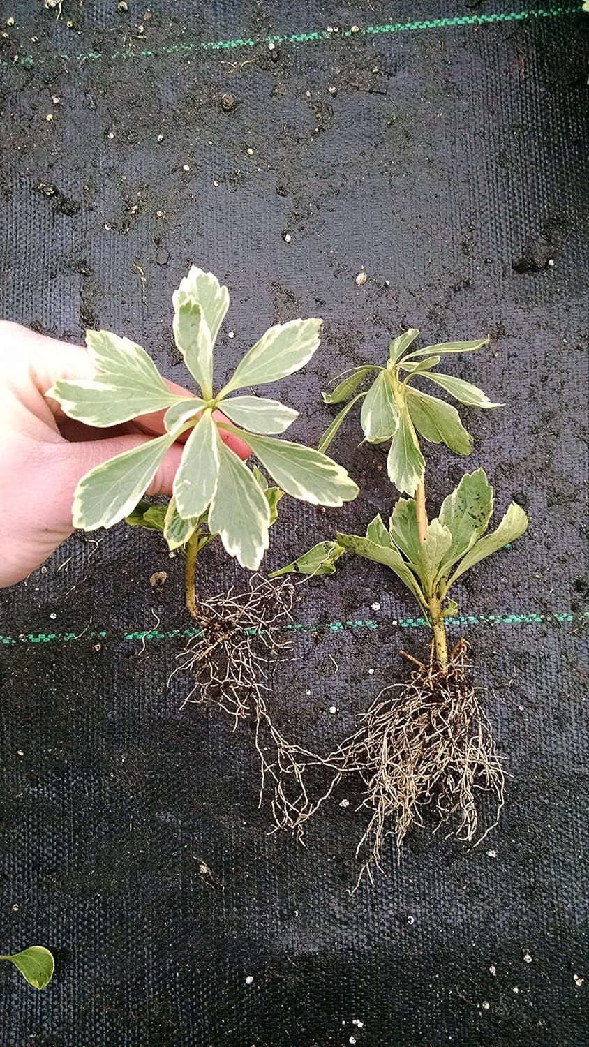 Pachysandra terminalis 'Silver Edge' - 100 Bare Root Plants