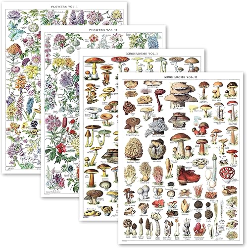 Palace Learning Paquete de 4 pósteres vintage de flores y hongos, gráficos de referencia de identificación botánica floral, micología y hongos,