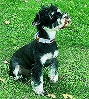 Vista 126 de Unique Style Paws - Collar rosa con hebilla de metal, duradero y lindo para perros pequeños a grandes