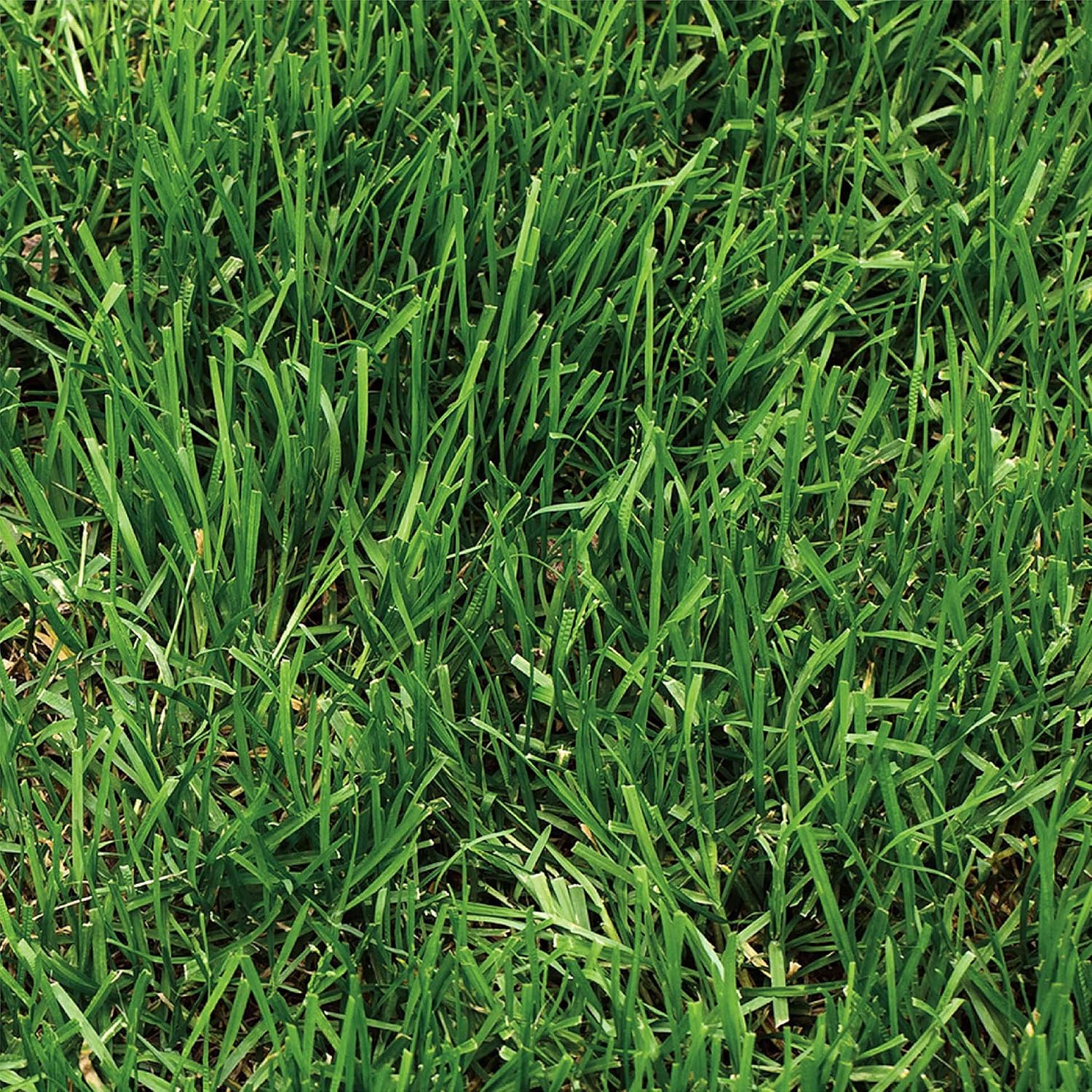 Pennington One Step Complete Dense Shade 5 lb, White : Everything Else