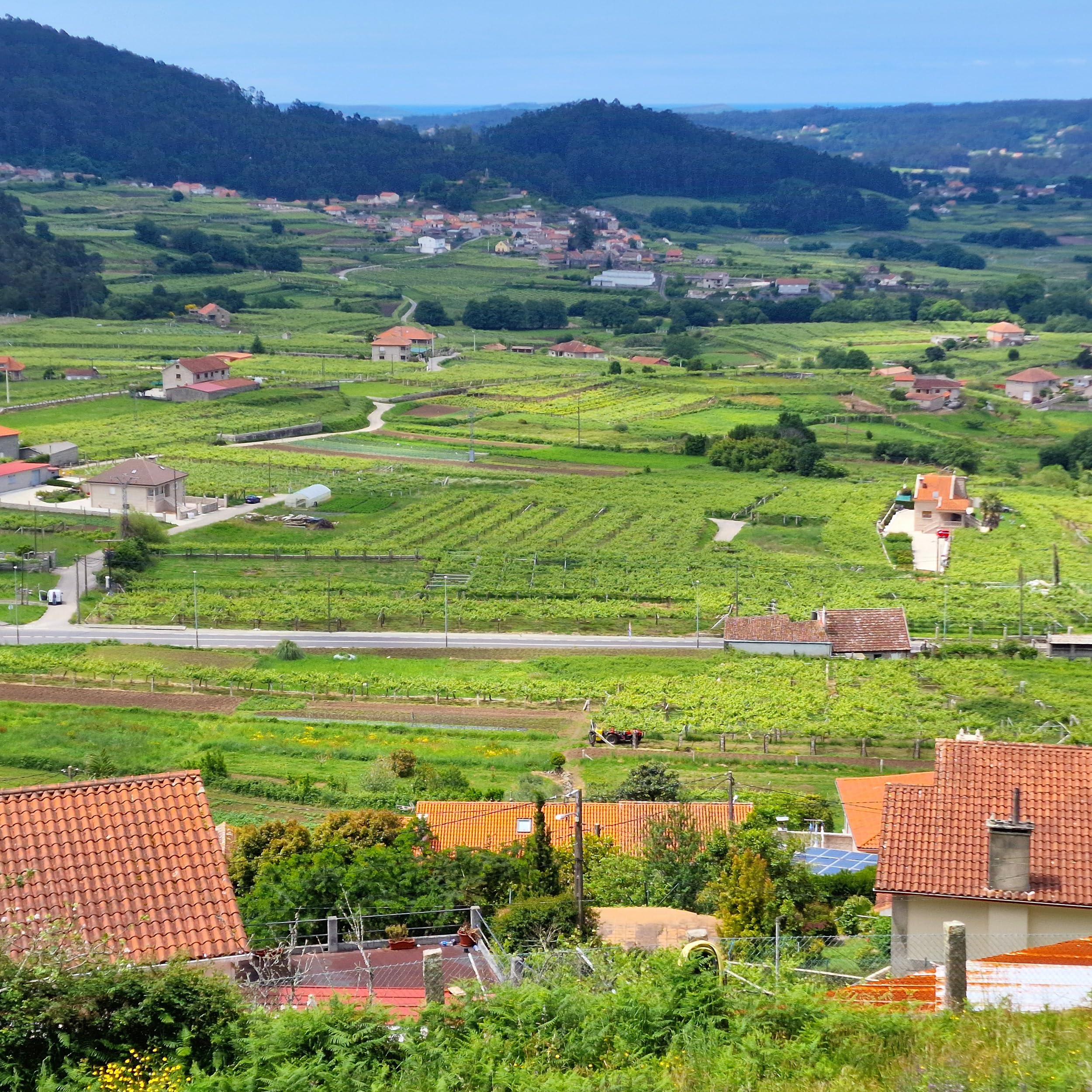 VinNatura Pack 4 Botellas de Vinos Artesanales de Autor del Noroeste | Selección de Galicia y Bierzo, edición limitada, mínima intervención, regalo para empresas y celebraciones