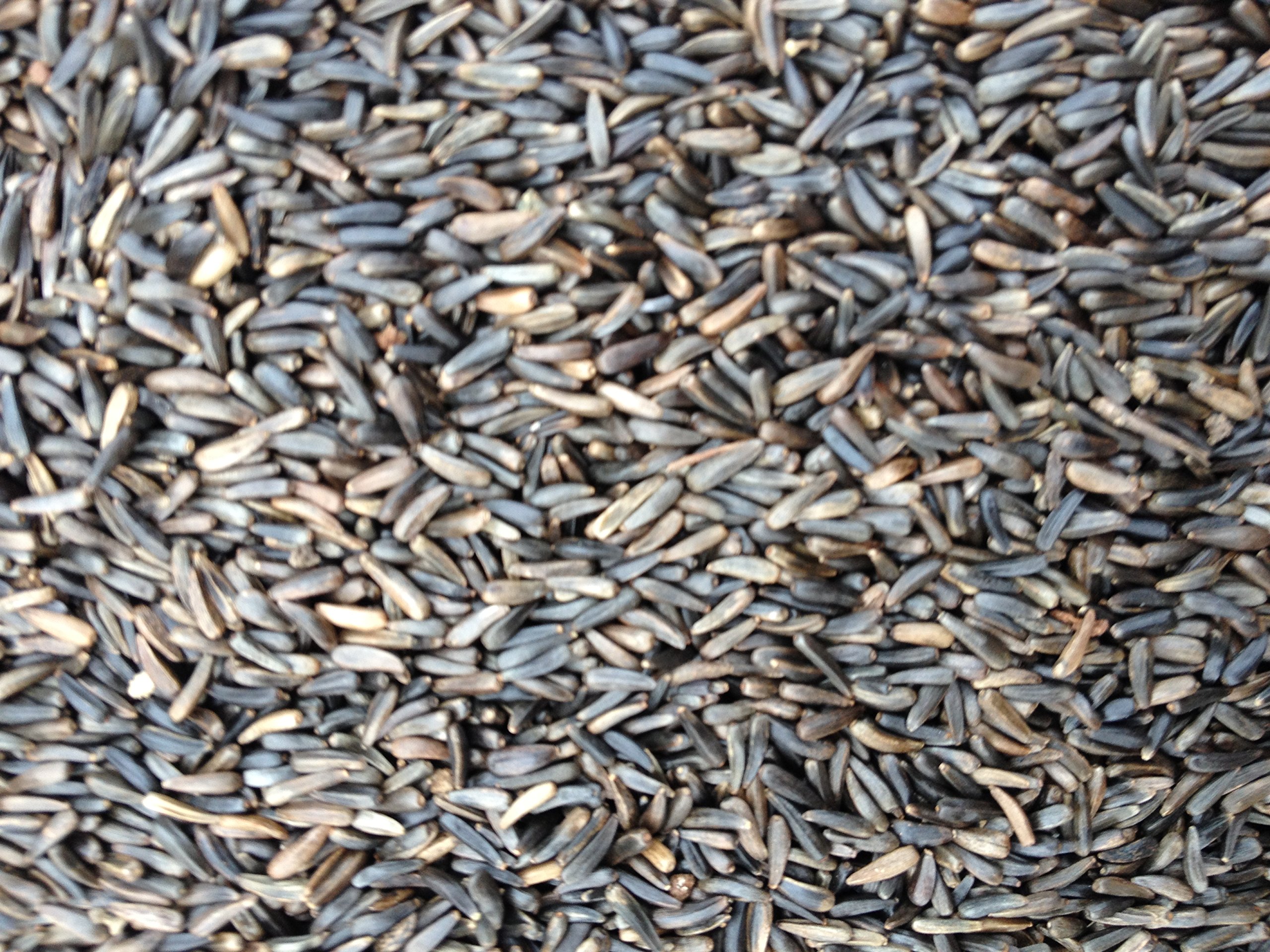 Niger (Nyjer) wild bird seed 10kgs