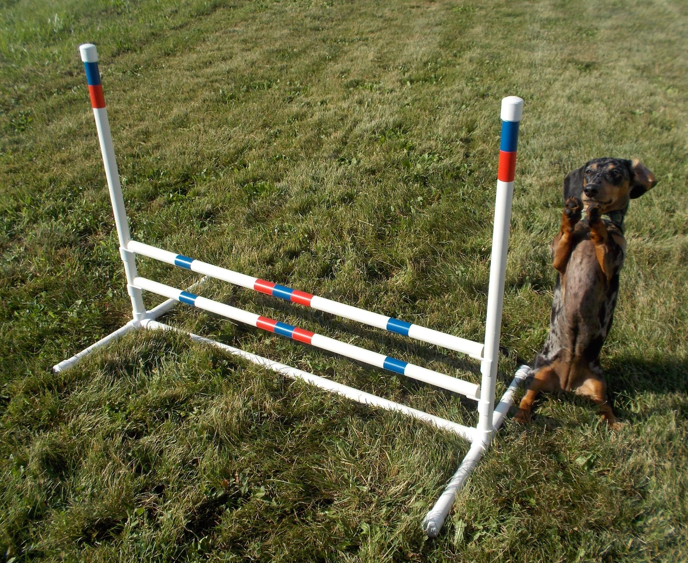 Agility Jump for Small Dogs