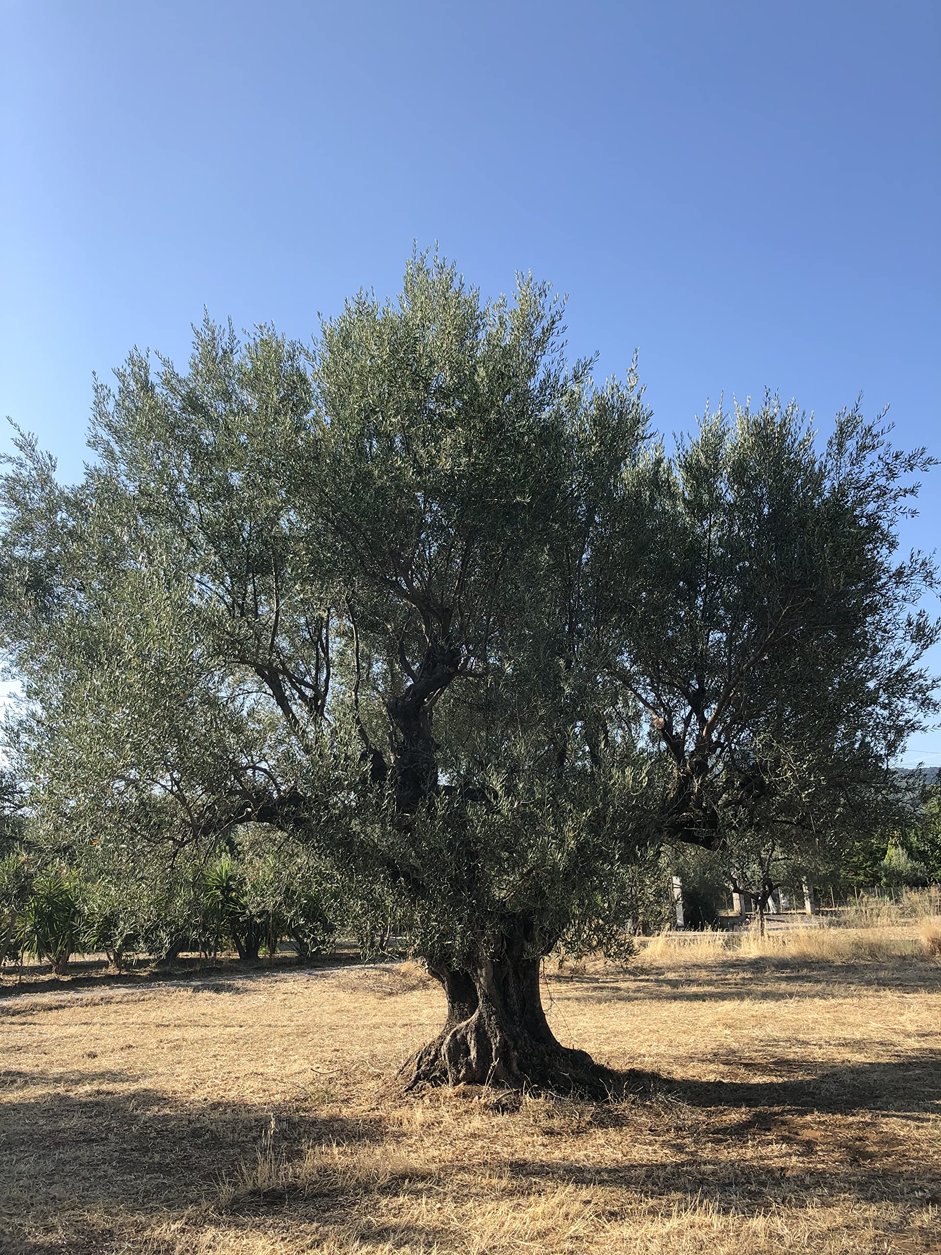 Kalamata Oliven mit Stein Natur in Lake 1000g vakuumiert Griechenland