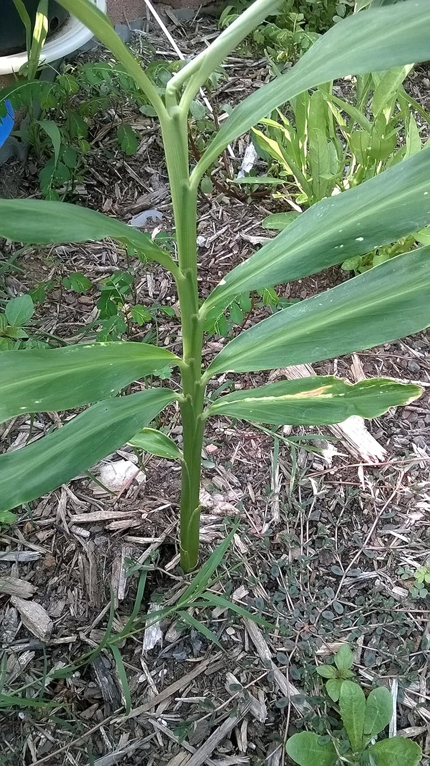 Live Ginger Plants with Roots, Baby Plants (Total 12 Plants)