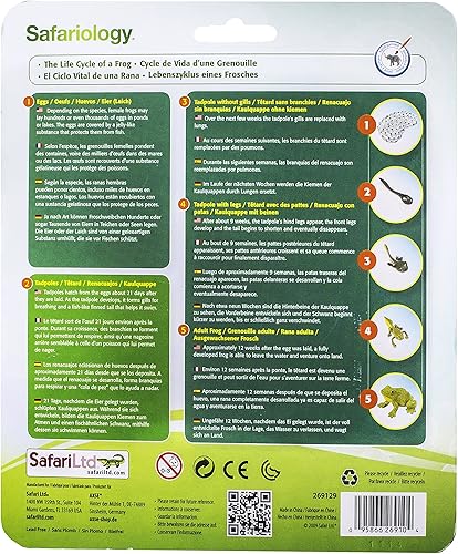 Miniatura 3 de Safari Ltd El ciclo de vida de una rana