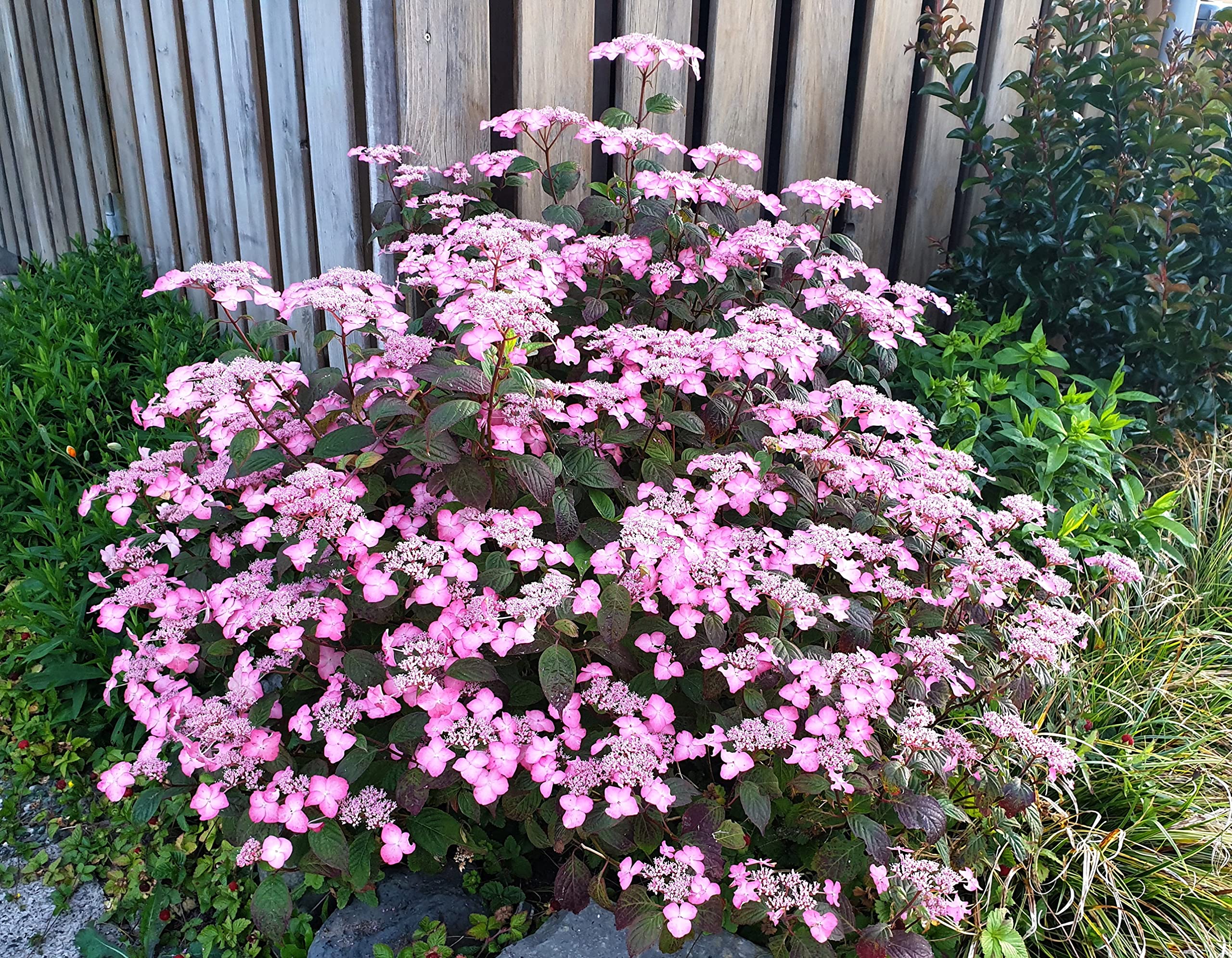 Image of Hydrangea serrata hardy shrub