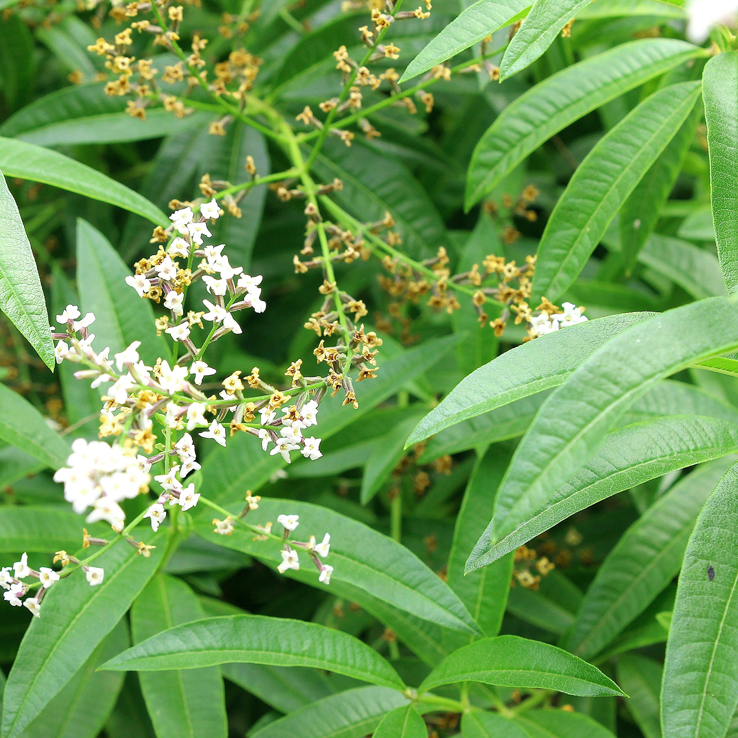 Easy to Grow Lemon Verbena Quart Pot