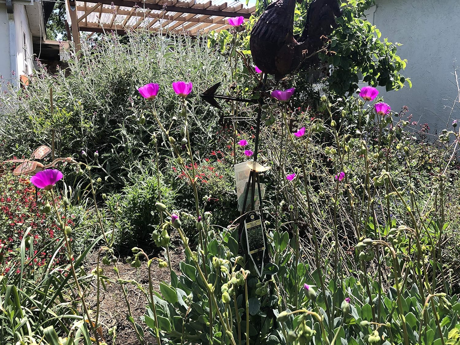 3 Starter Plants of Rock Purslane Shining Pink Calandrinia spectabilis
