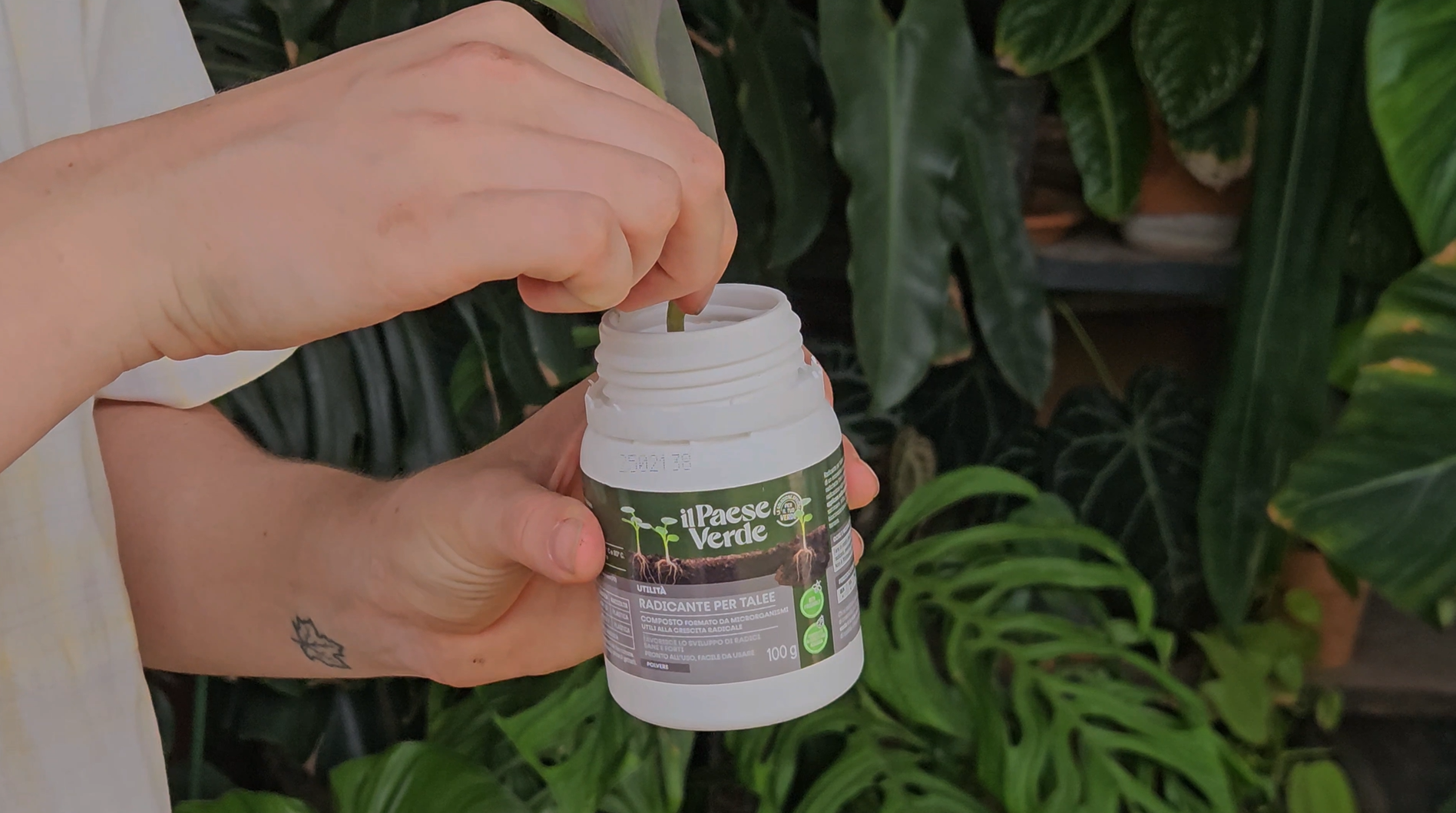 Radicante Universale VerdeVita Per Talee E Piante - Stimola La Crescita Delle Radici, 100 Gr - Foto 10