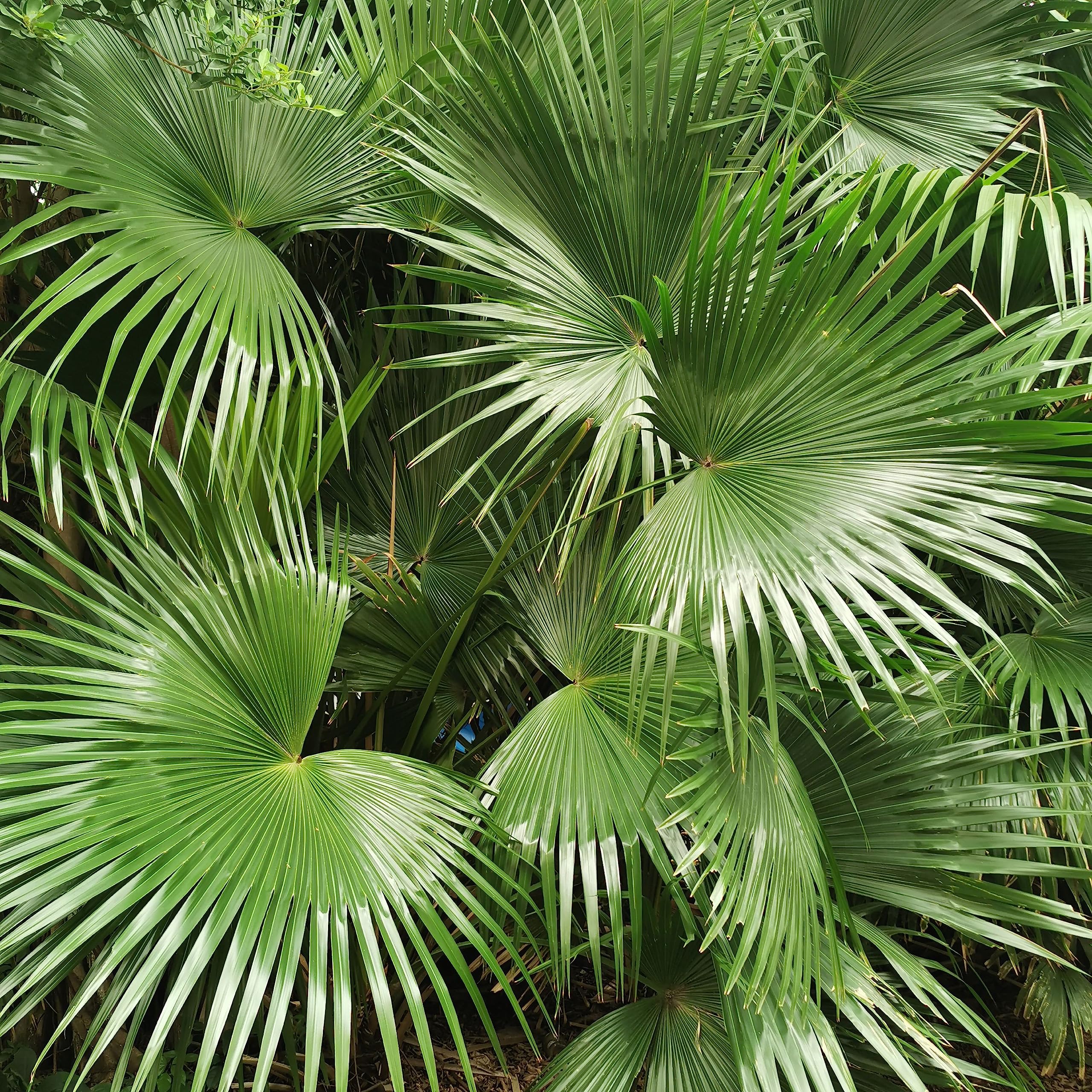 Zimmerpflanze von Botanicly  Chinesische Hanfpalme  Hhe: 100 cm   Trachycarpus Fortunei : Amazon.de: Garten