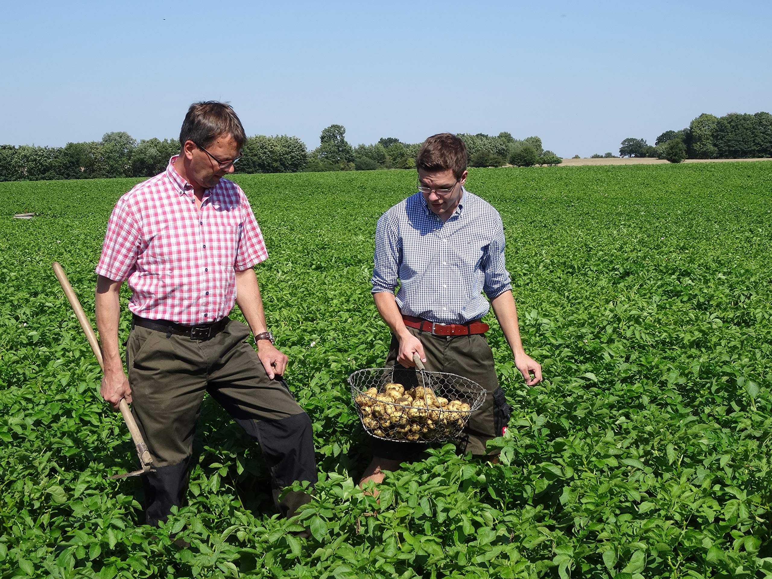 Kartoffel Lilly 10 kg, frische deutsche mehlig kochende Speisekartoffeln, kräftig gelb, Potato, für Pürreekartoffeln, Püree, Pommes, Kartoffelsuppen,