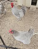 Lavender Orpington Chicken Hatching Eggs, Fertilized, 6 Fresh Farm Eggs
