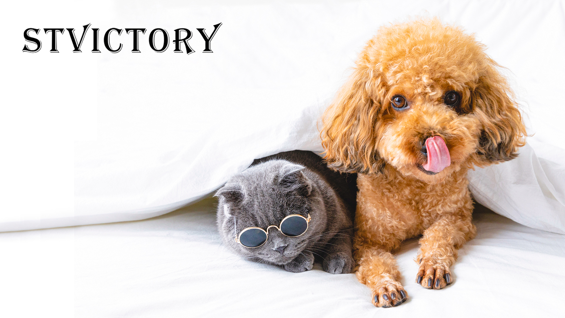 Amazon.co.jp: STVICTORY ペットシーツ 洗える 犬 猫 ペット用