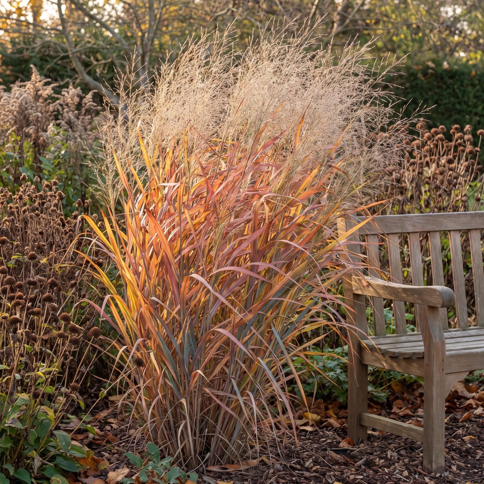 Stauden Gänge 10 x Panicum virgatum 'Dallas Blues' Blaue Rutenhirse