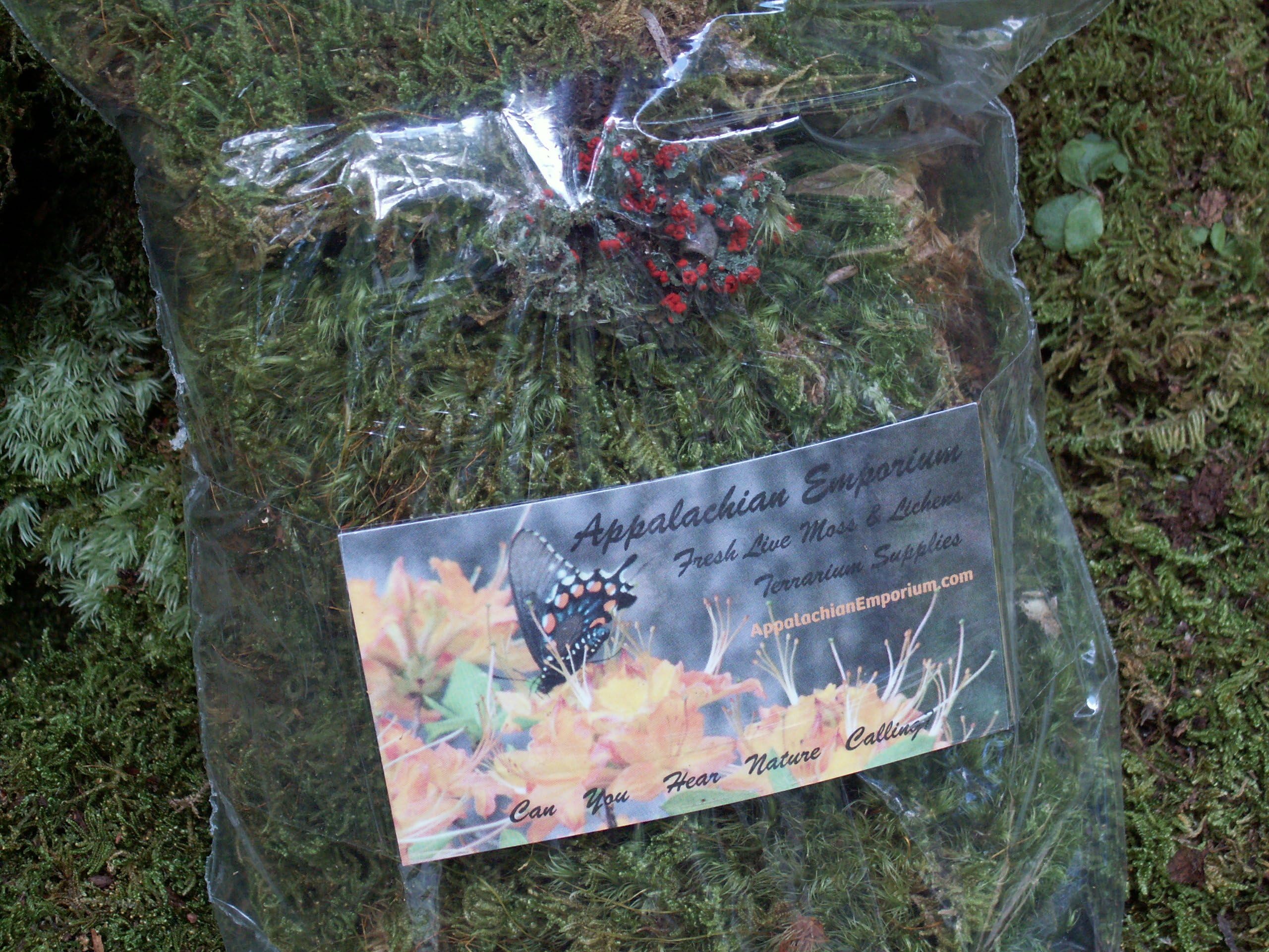 Appalachian Emporium's Live Moss Mix with British Soldier Lichen Live Fresh Moss for Terrariums Fairy Gardens Bonsai Etc.