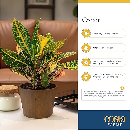 Miniatura 4 de Costa Farms Croton Petra - Plantas vivas (paquete de 2), plantas de interior y exterior en macetas, mezcla de tierra para macetas, plantas