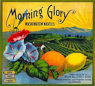 A SLICE IN TIME Pomona California Morning Glory Brand Flowers Version #1 Oranges Orange Citrus Fruit Crate Box Label Art Print