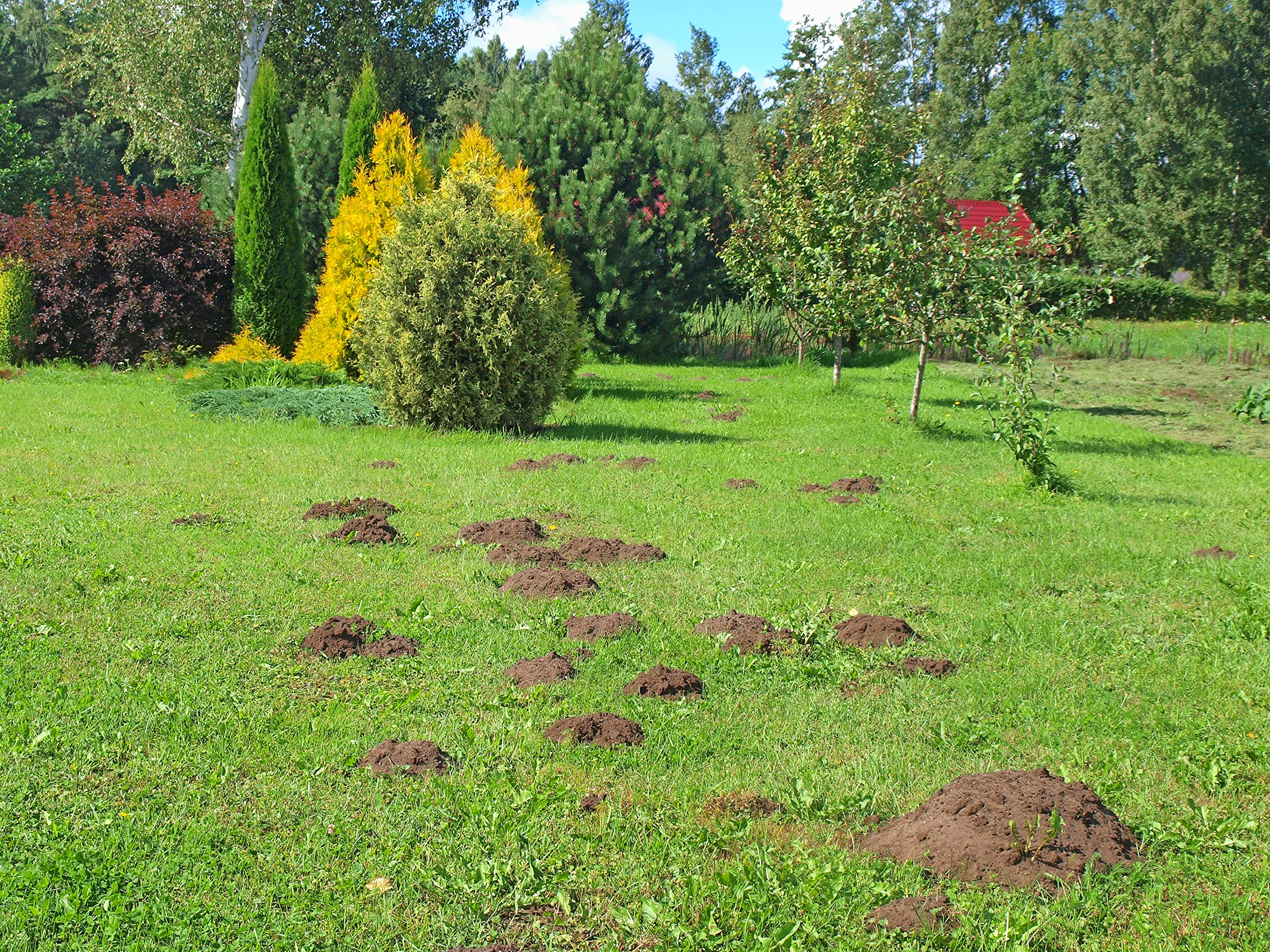 Maulwurfnetz Maulwurfsperre Gartennetz Maulwurfbekämpfung Rasen Rollrasen schwarz Rasengitter Verschiedene Breiten und Längen (2m Br. x 200m Länge)