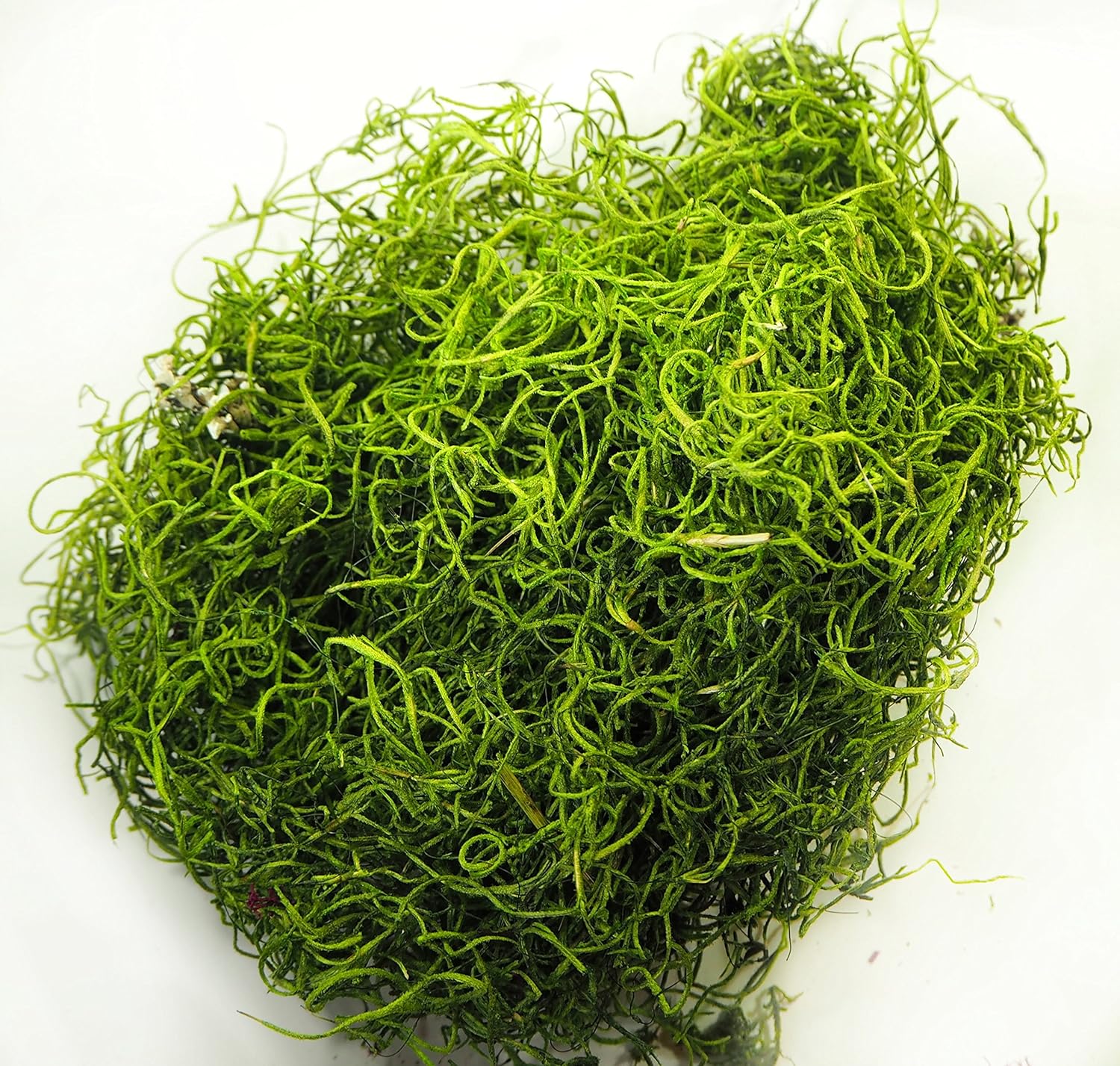 Super Brands TerraGreen Creations Moss Fairy Garden and Succulent Terrarium Accent Pack - Several Moss Types - Bark - Mini Figures