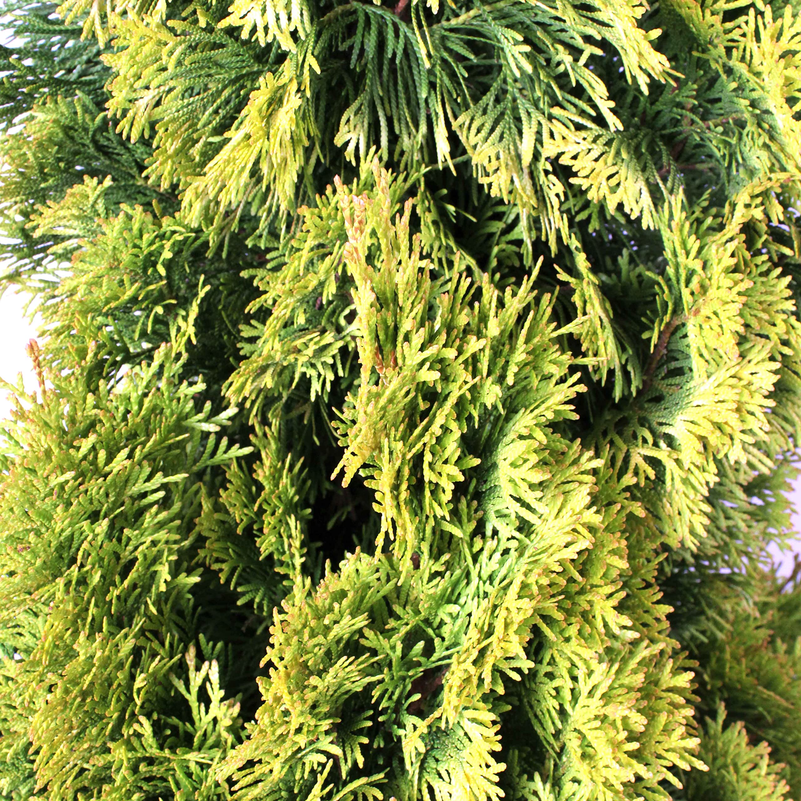 KENTIS - Lebensbume Thuja Occidentalis Golden Smaragd - Winterharte  Pflanzen fr Garten - Hoch 100-120 Topf  24 cm : Amazon.de: Garten