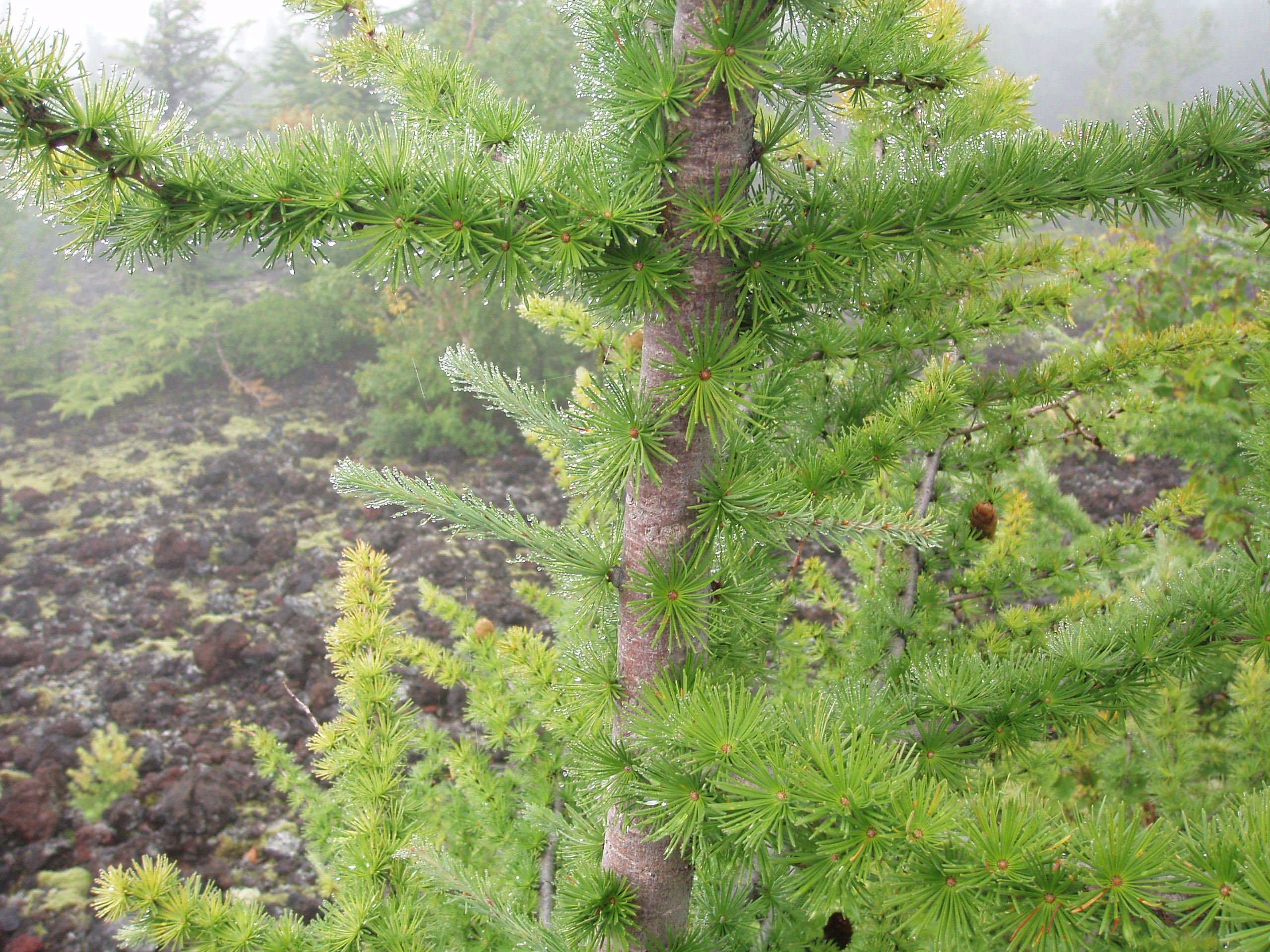Amazon.co.jp: カラマツ＜落葉松＞ 種子50粒 Japanese larch 50 seeds