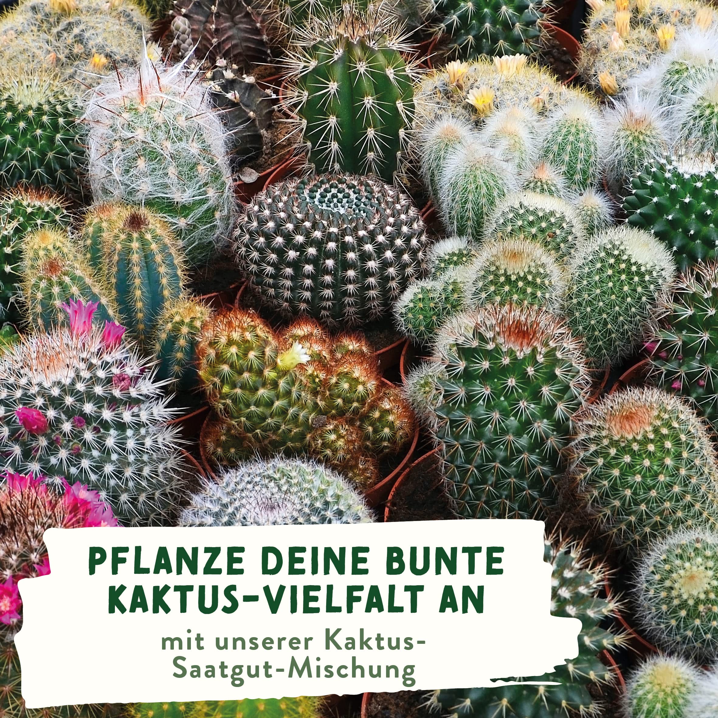 Valeaf Kaktus Mix - Bunte Kakteen und Sukkulenten fr Zuhause, Balkon &  Fensterbank | Pflegeleichte Zimmerpflanzen selbst zchten : Amazon.de:  Garten