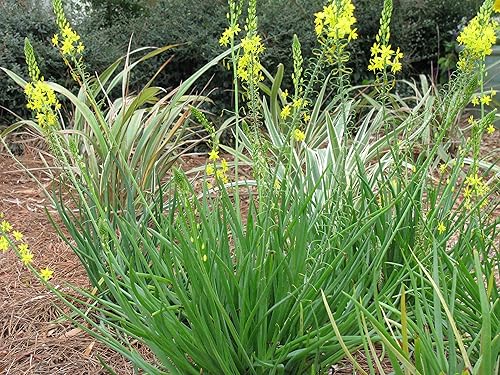 Miniatura 4 de Bulbine Frutescens Yellow - 3 plantas vivas - Mariposa que atrae la floración Groundcover