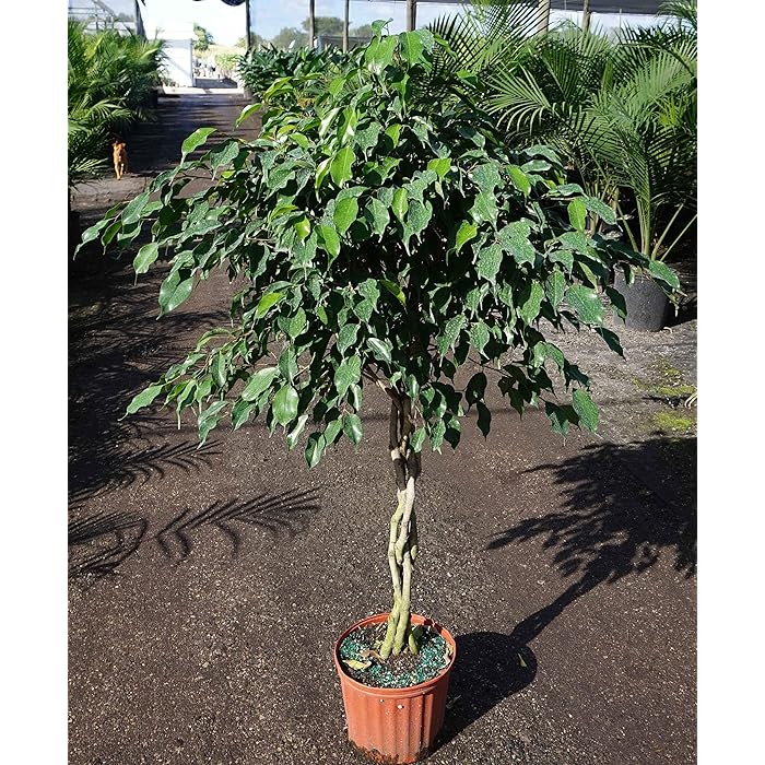 Buy Ficus Benjamina Weeping Fig Braided Tree Live Plant in a 10 Inch