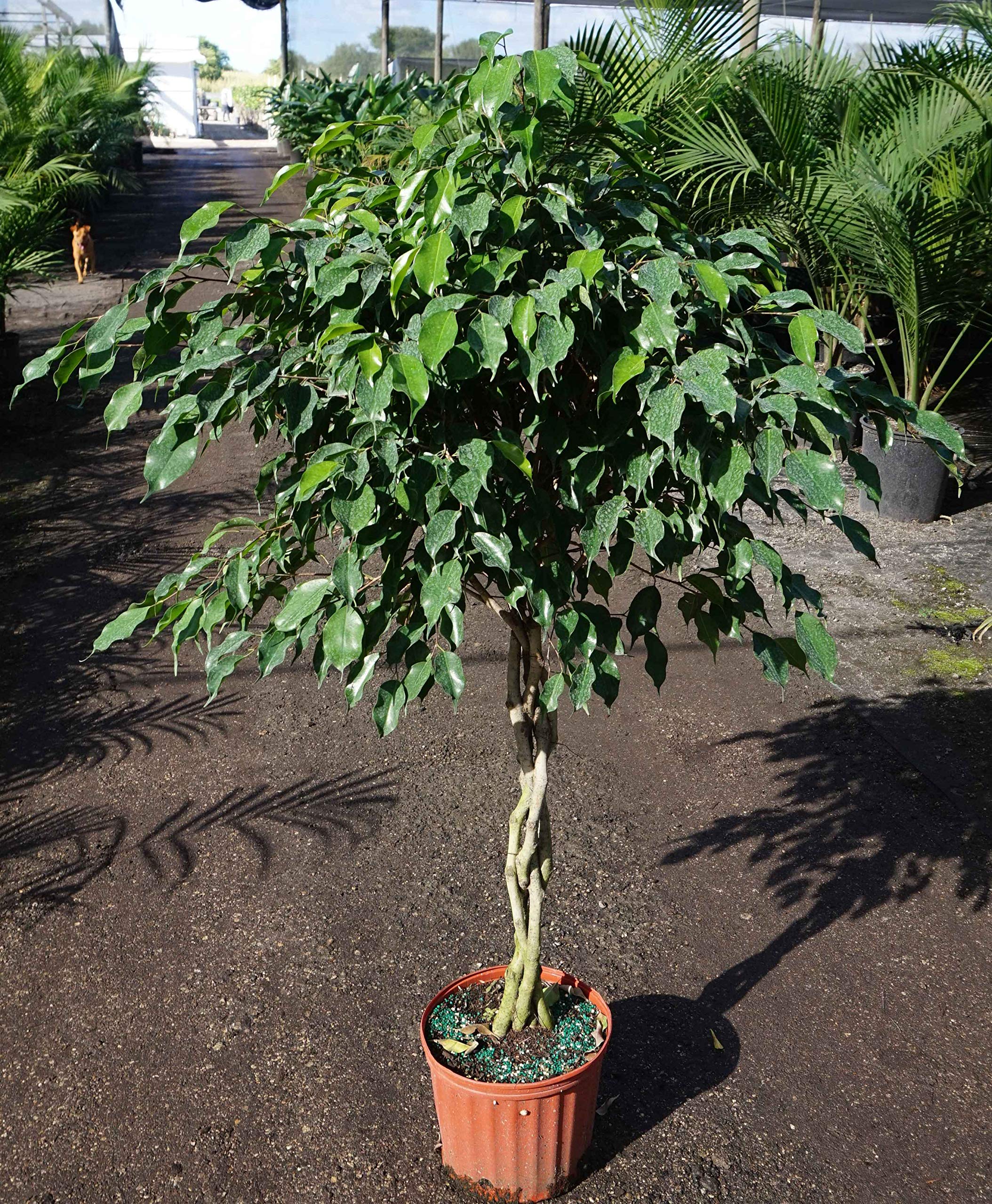 Buy Ficus Benjamina Weeping Fig Braided Tree Live Plant in a 10 Inch