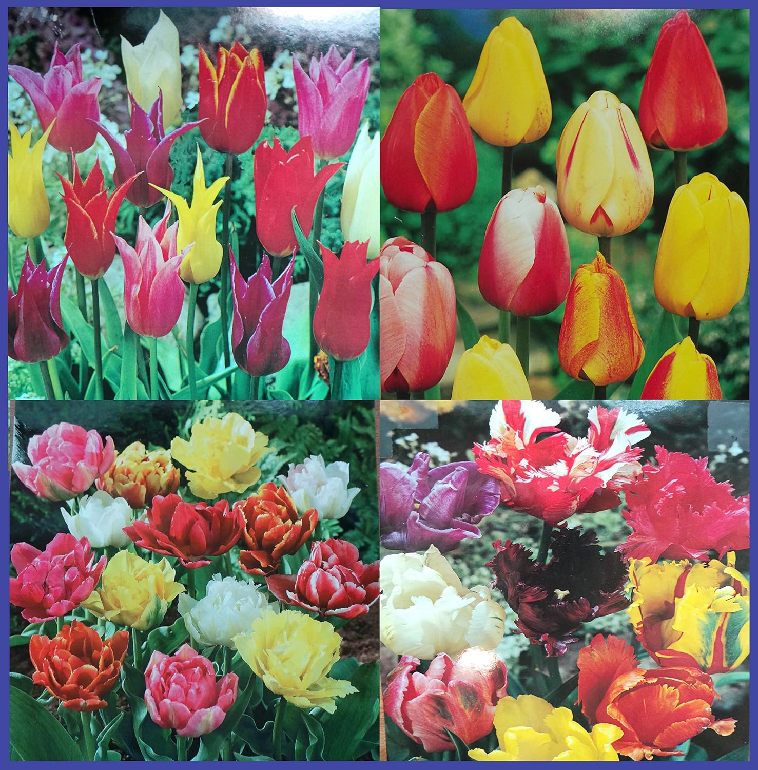 100 Mixed Tulip Bulbs Amazon.co.uk Garden